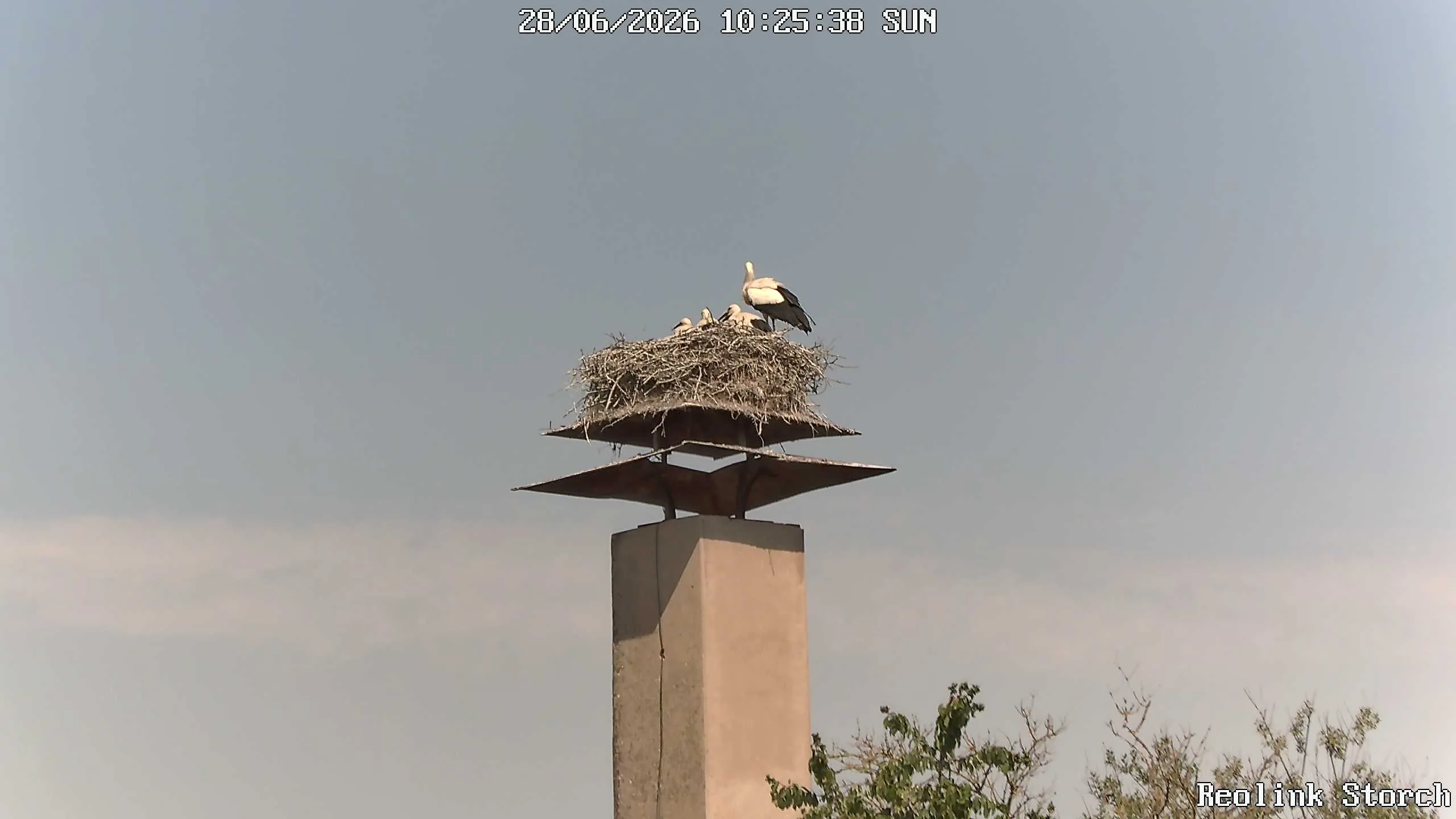 Storchencam Bild