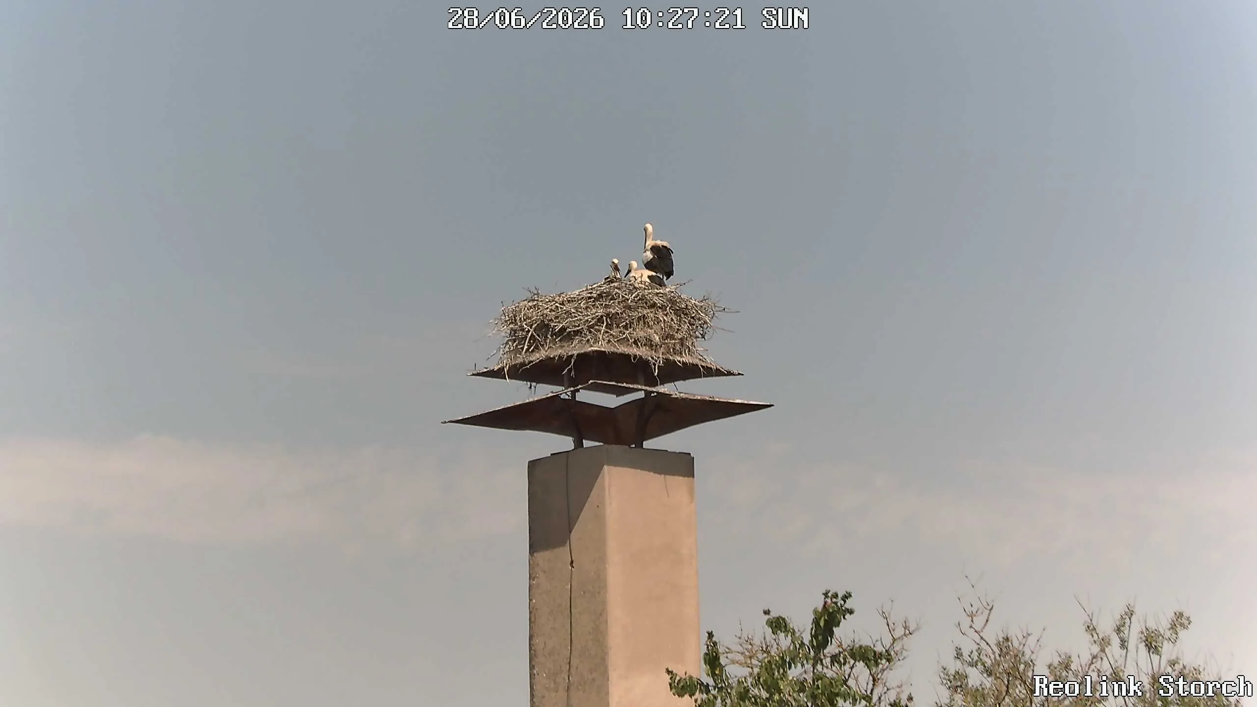 Storchencam Bild
