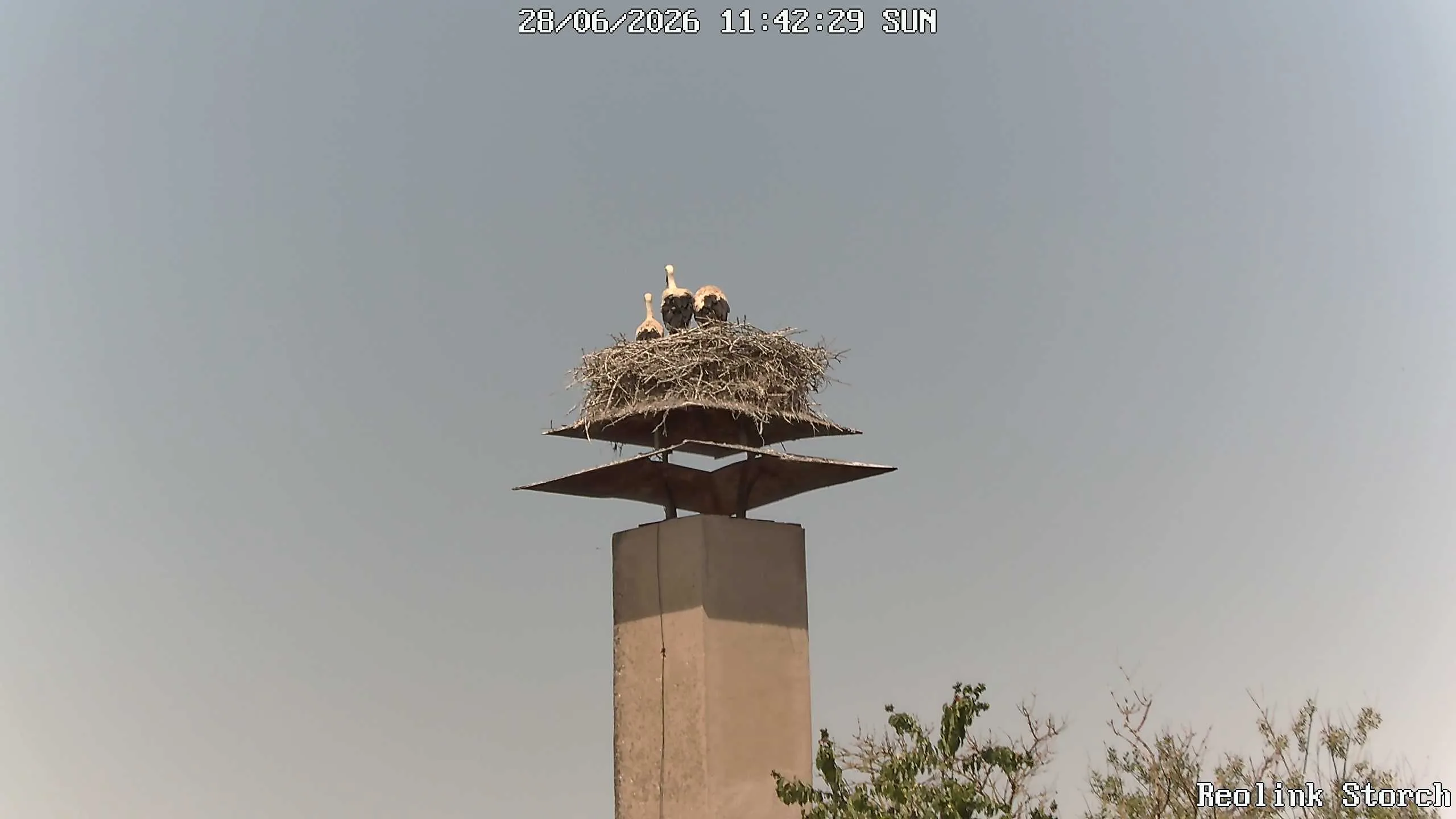 Storchencam Bild