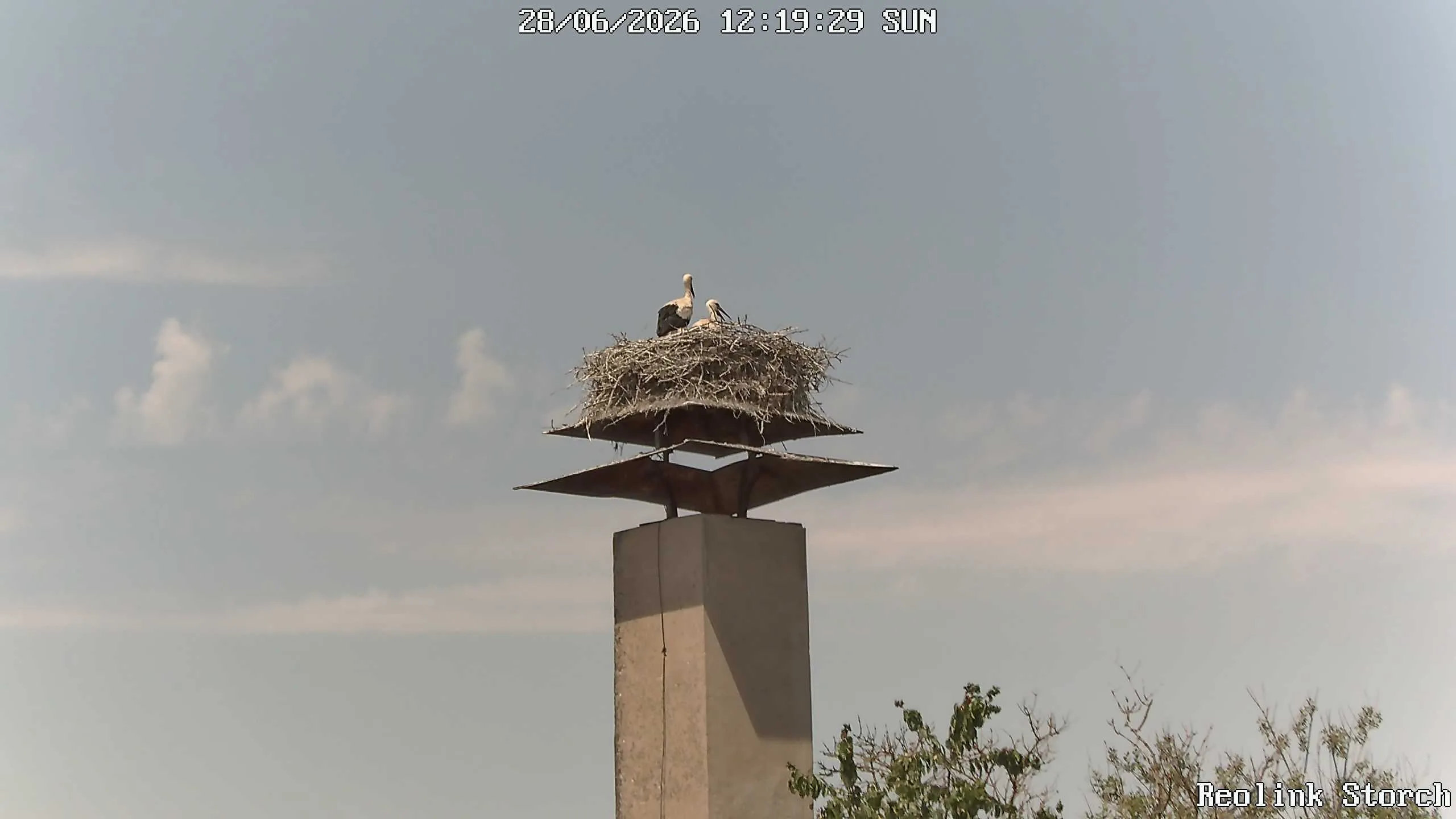Storchencam Bild
