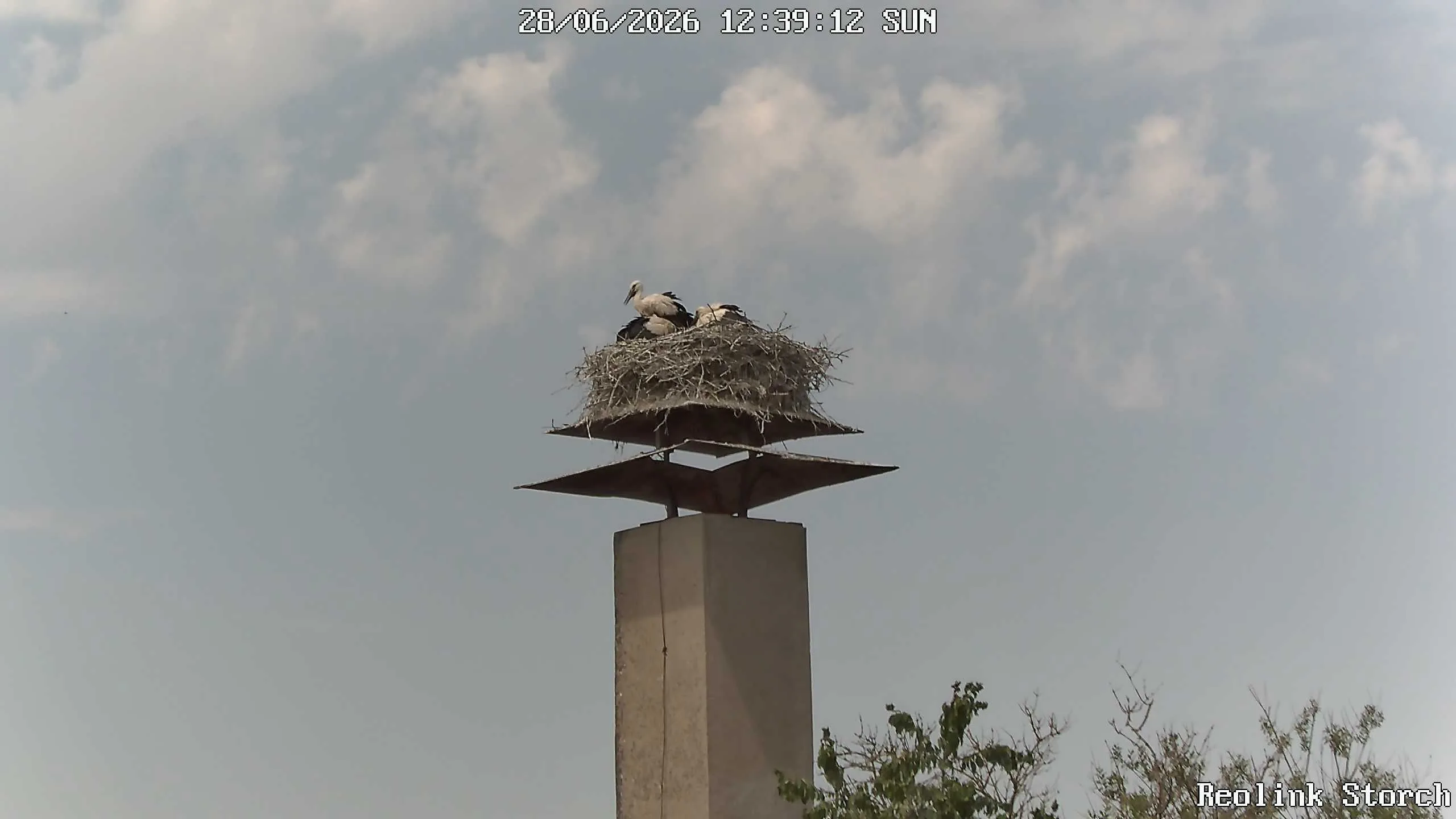 Storchencam Bild