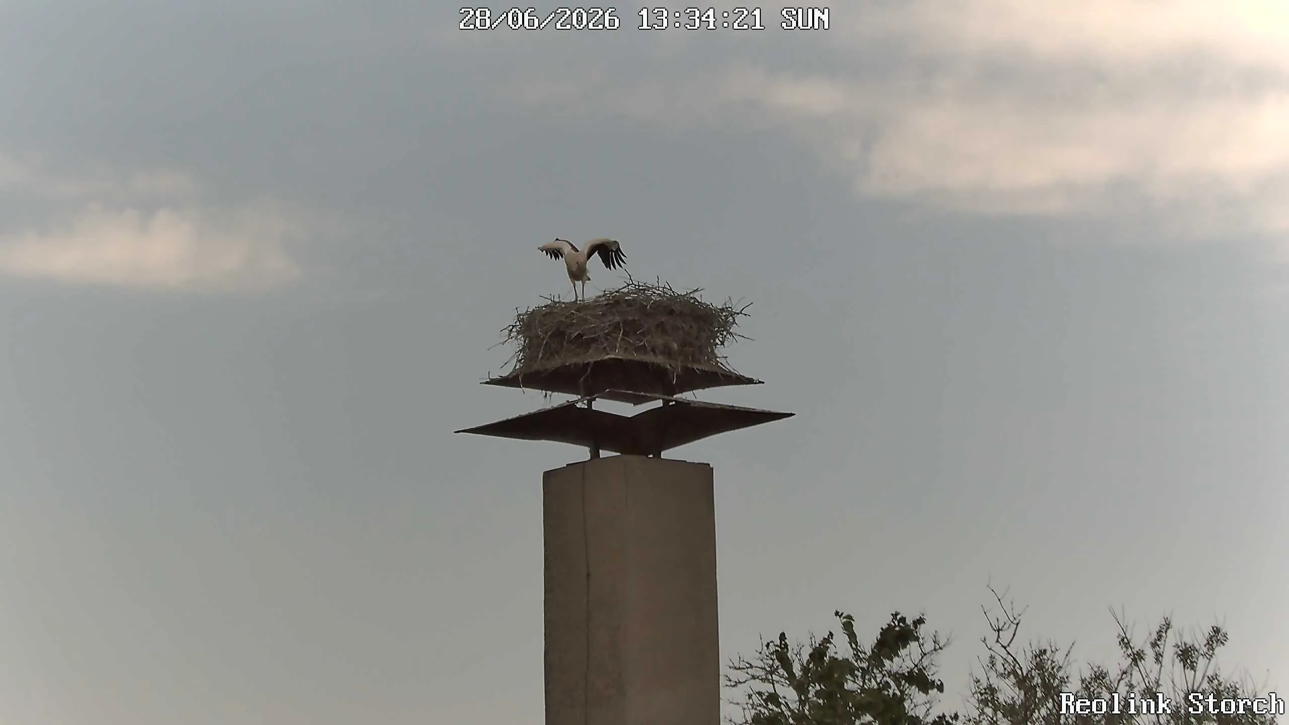 Storchencam Bild