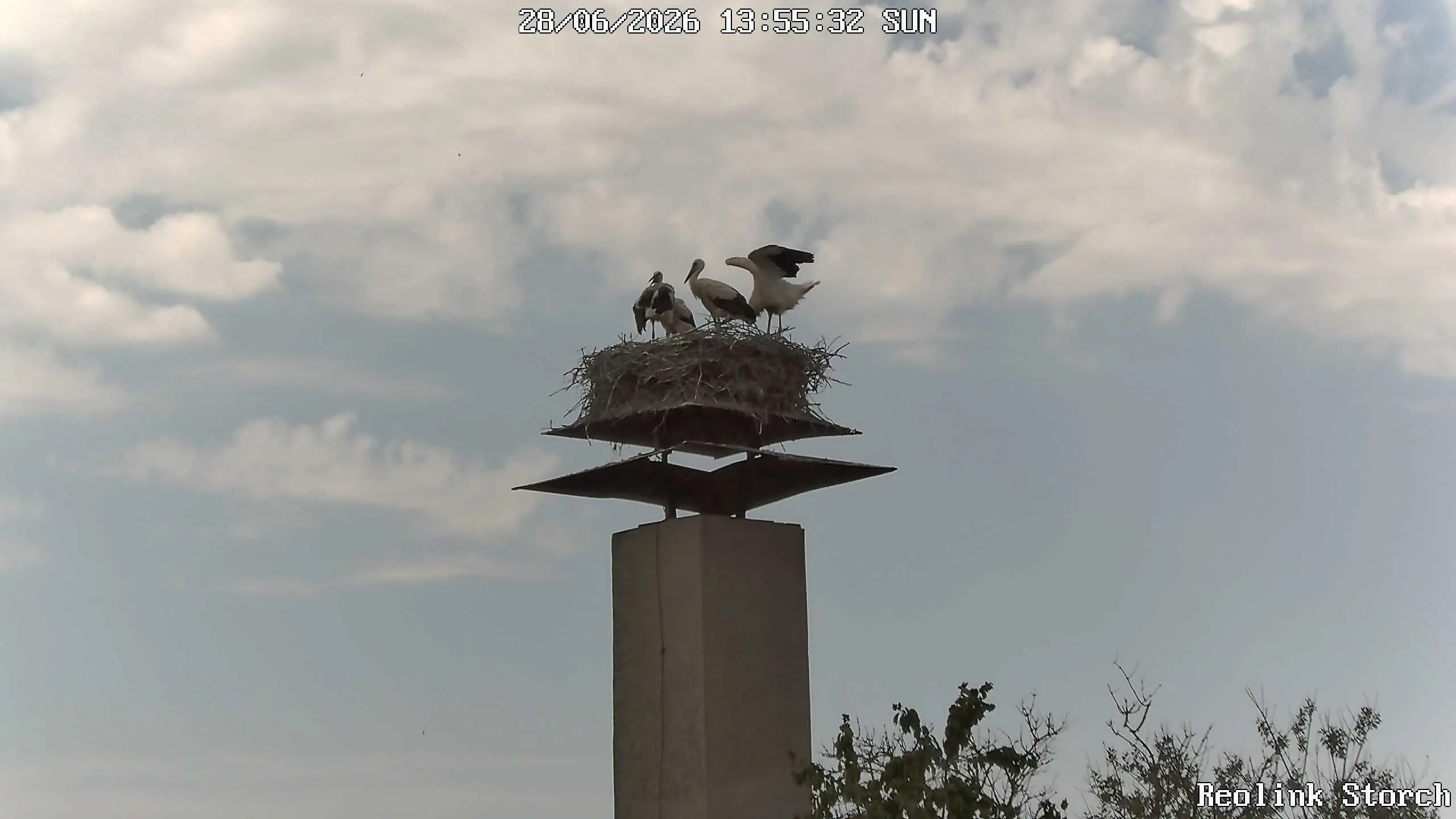 Storchencam Bild