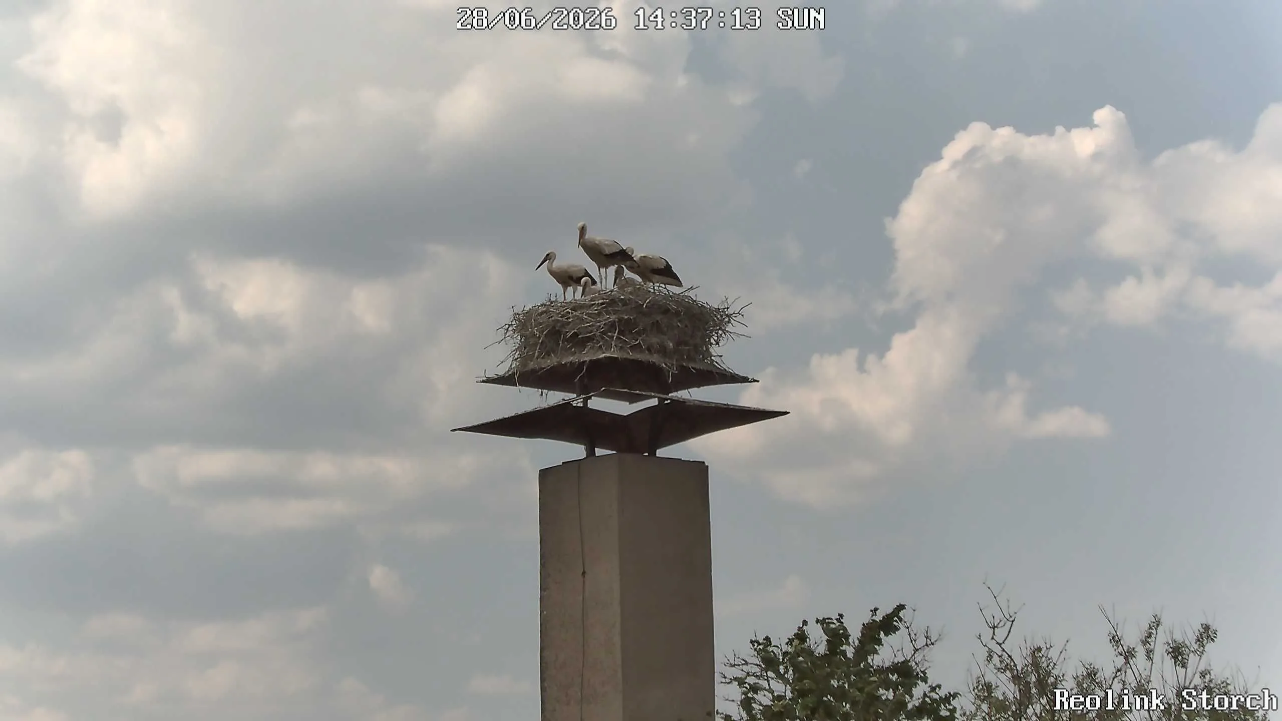 Storchencam Bild