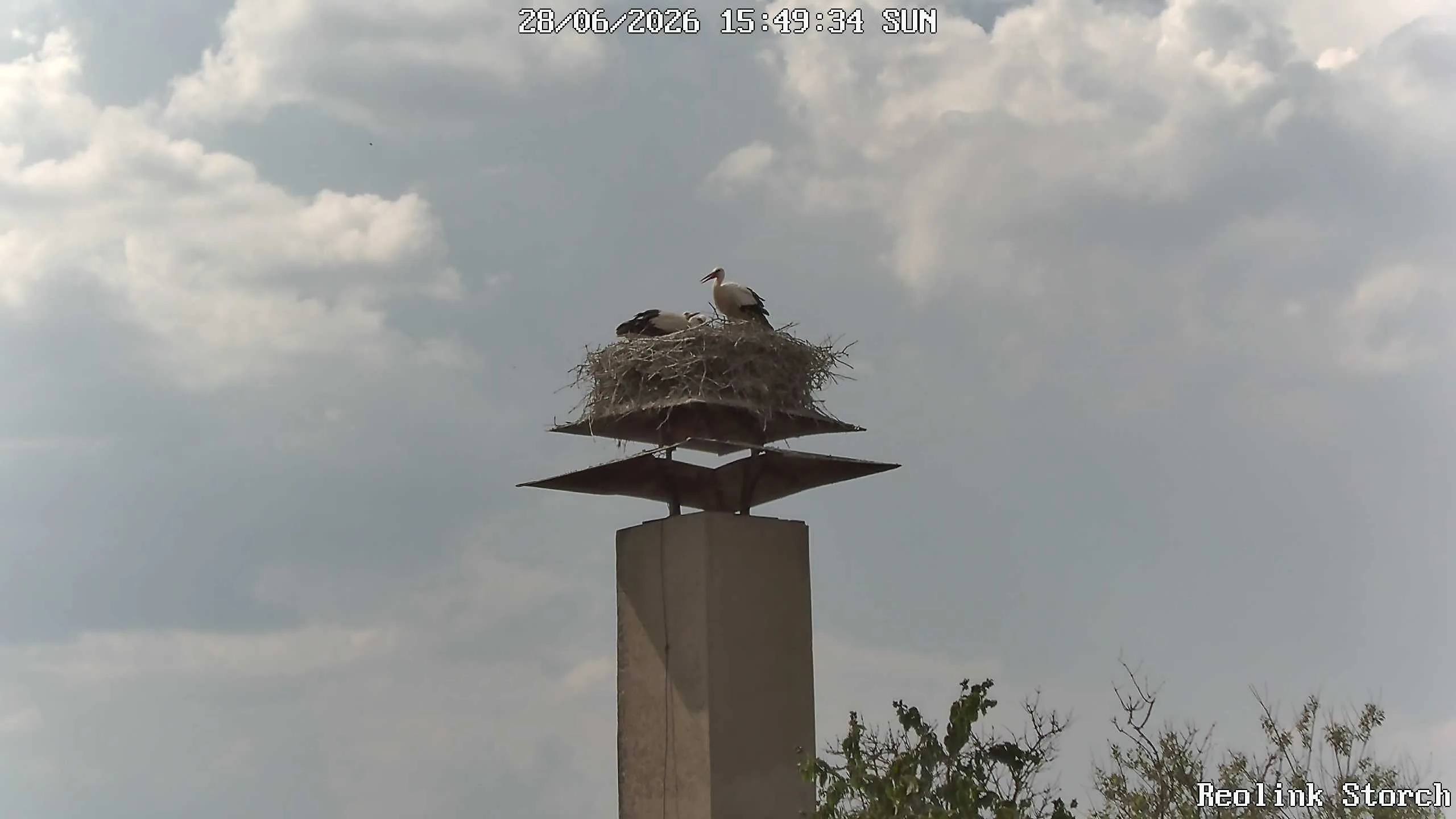 Storchencam Bild