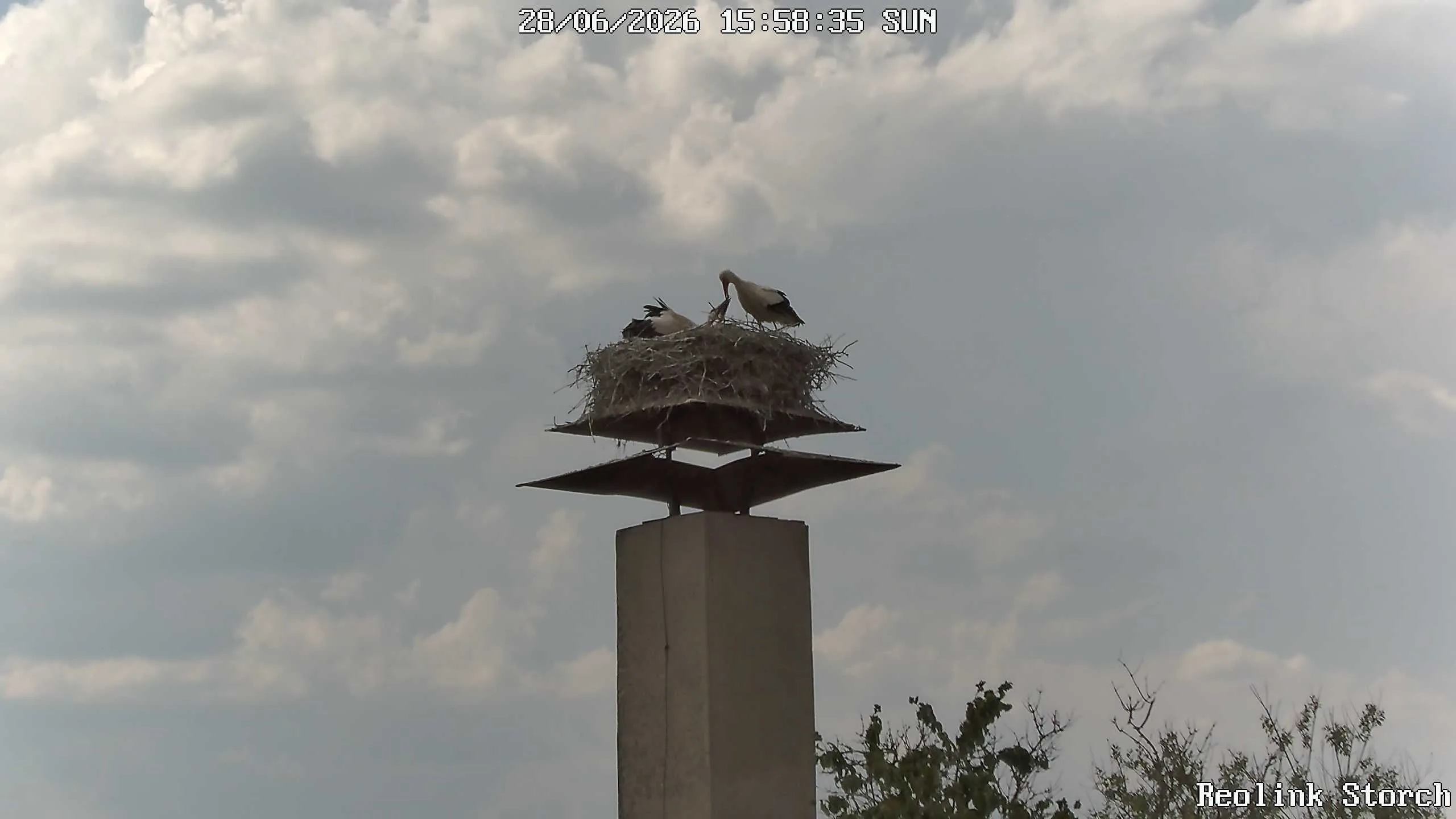 Storchencam Bild