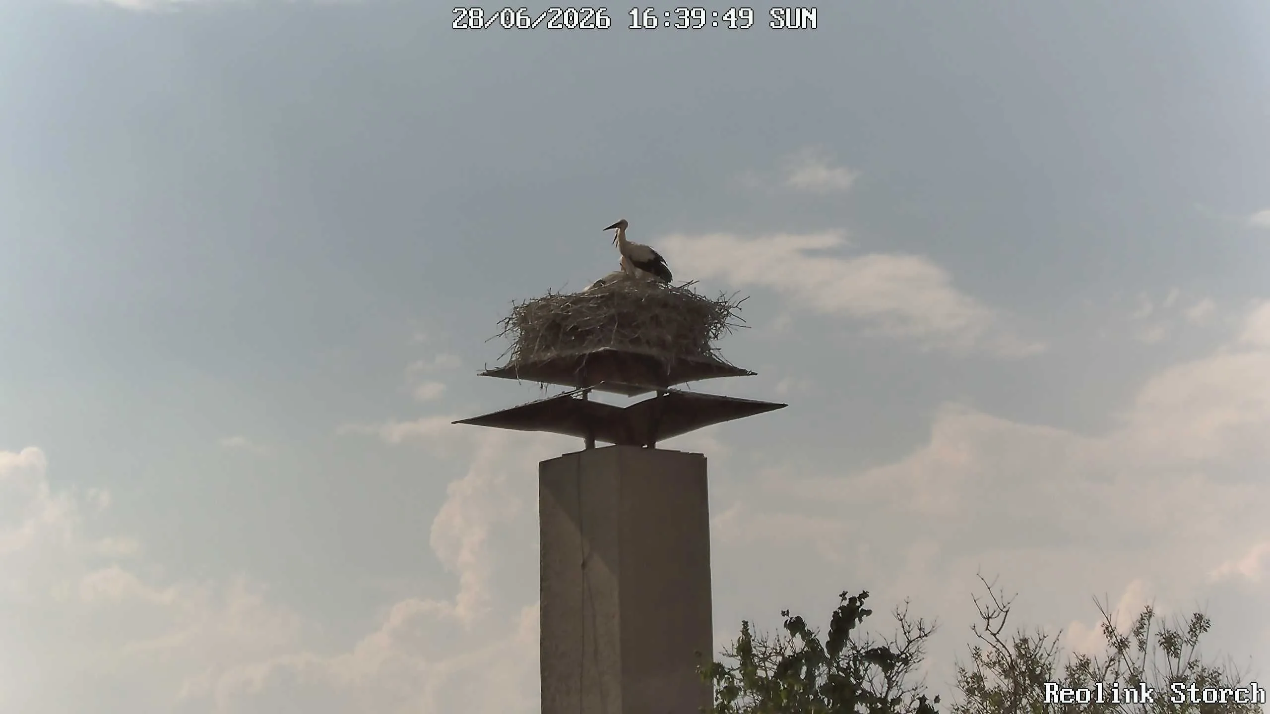 Storchencam Bild