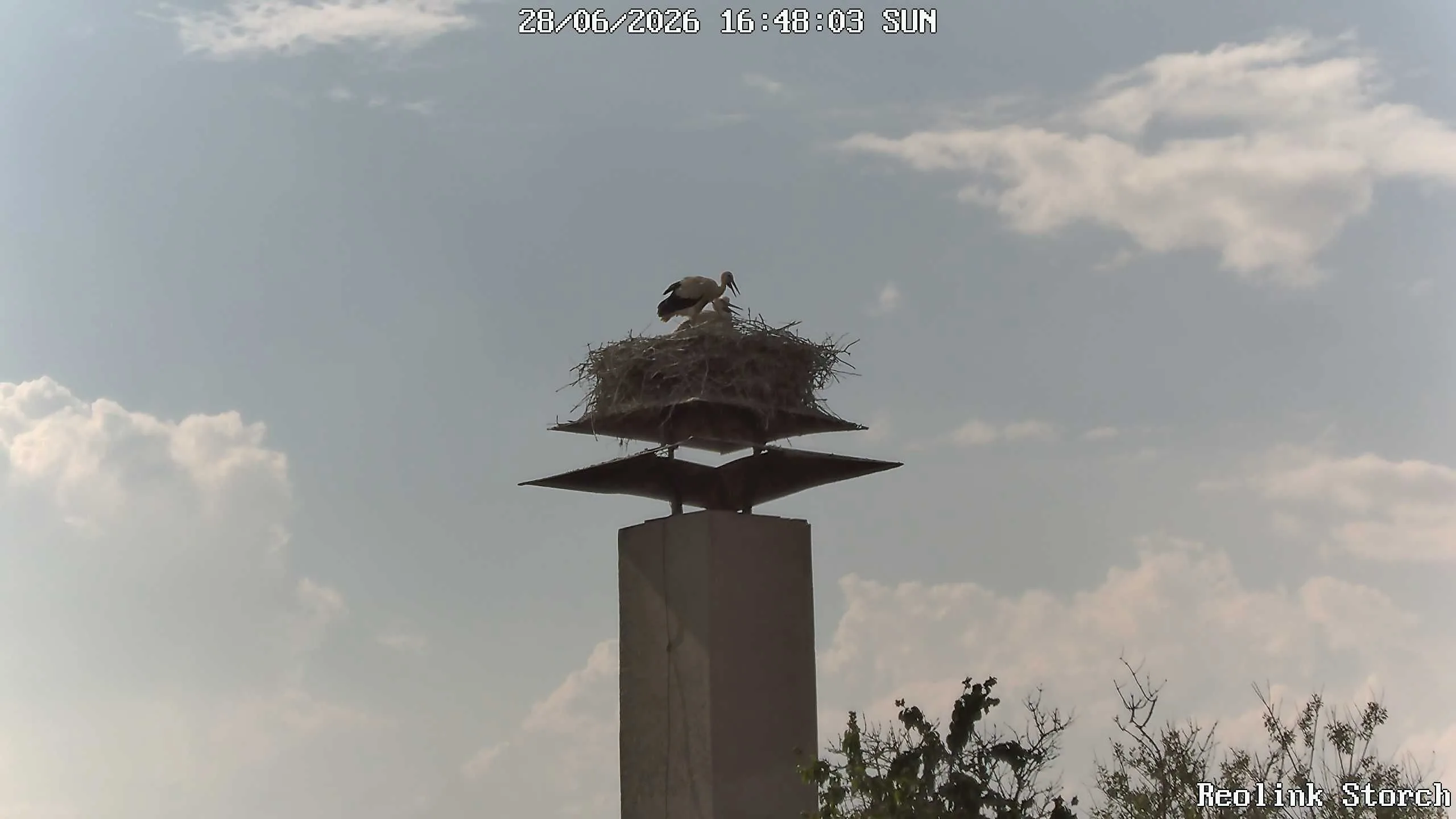 Storchencam Bild