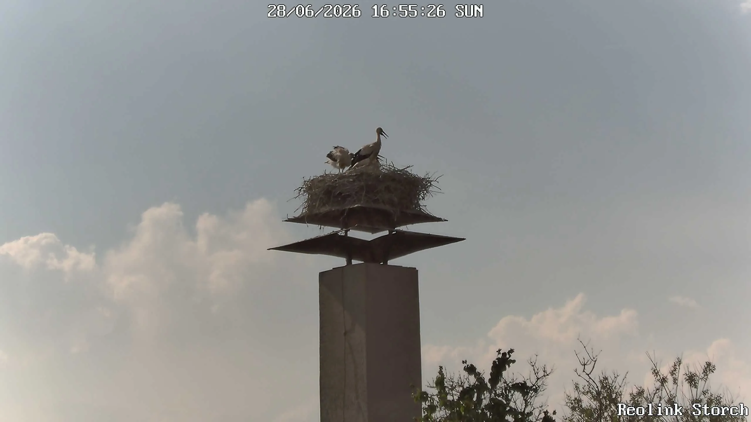 Storchencam Bild