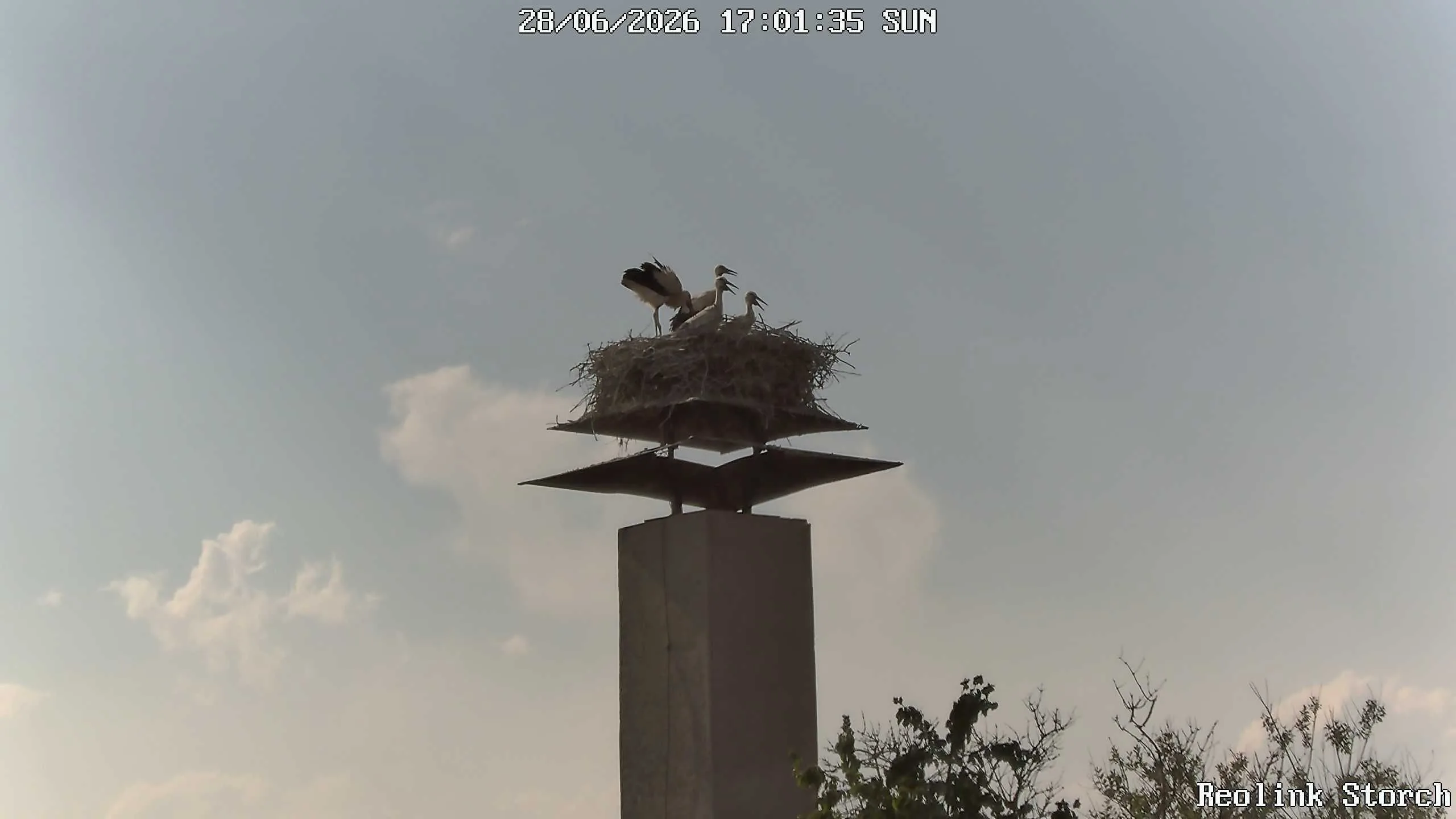 Storchencam Bild