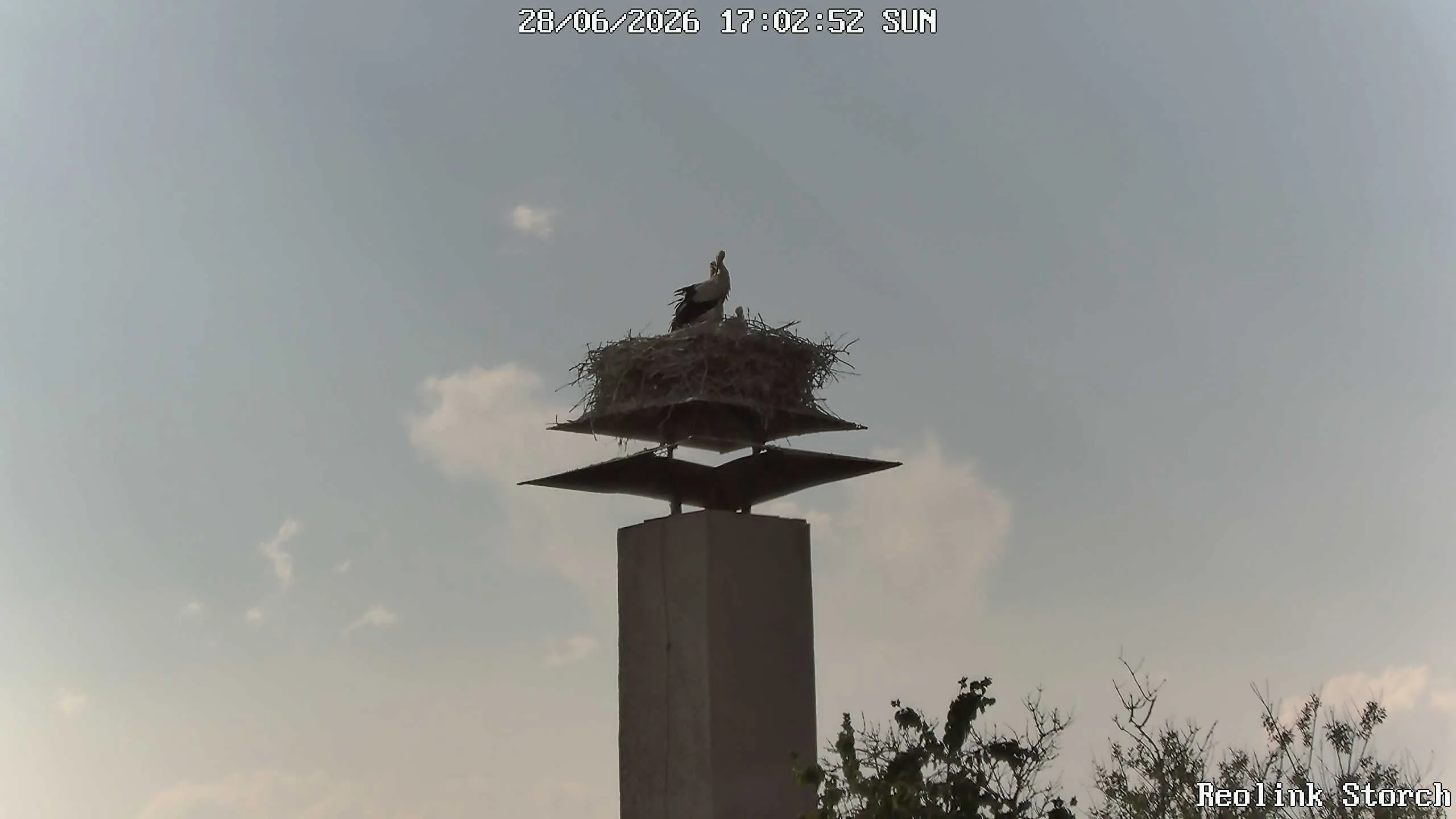Storchencam Bild