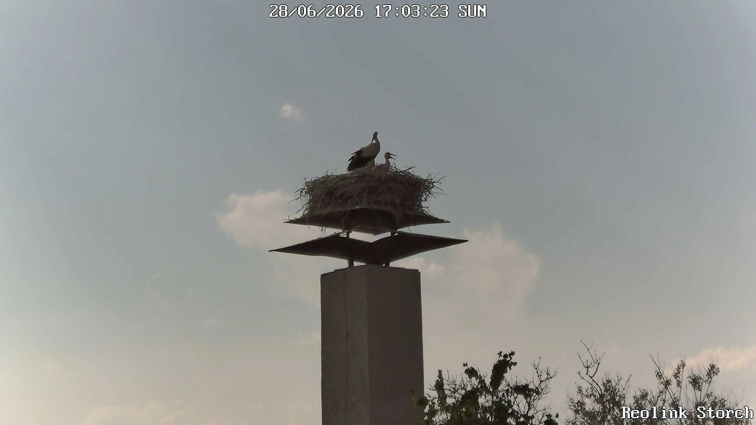 Storchencam Bild
