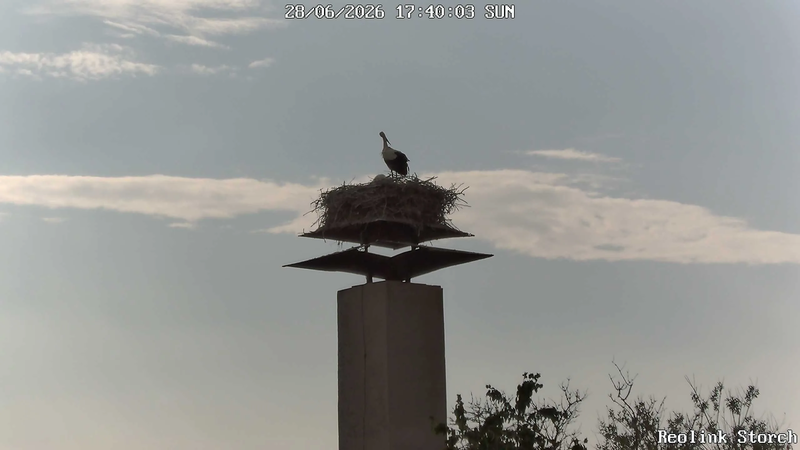 Storchencam Bild