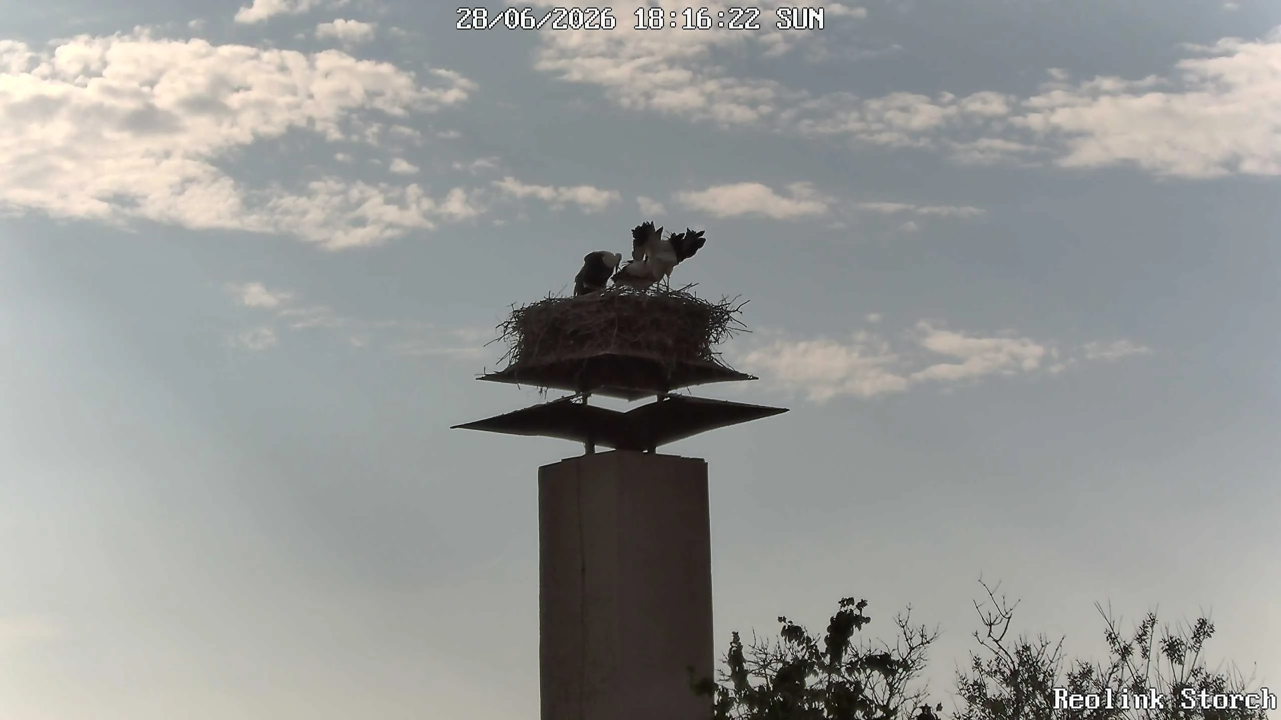 Storchencam Bild
