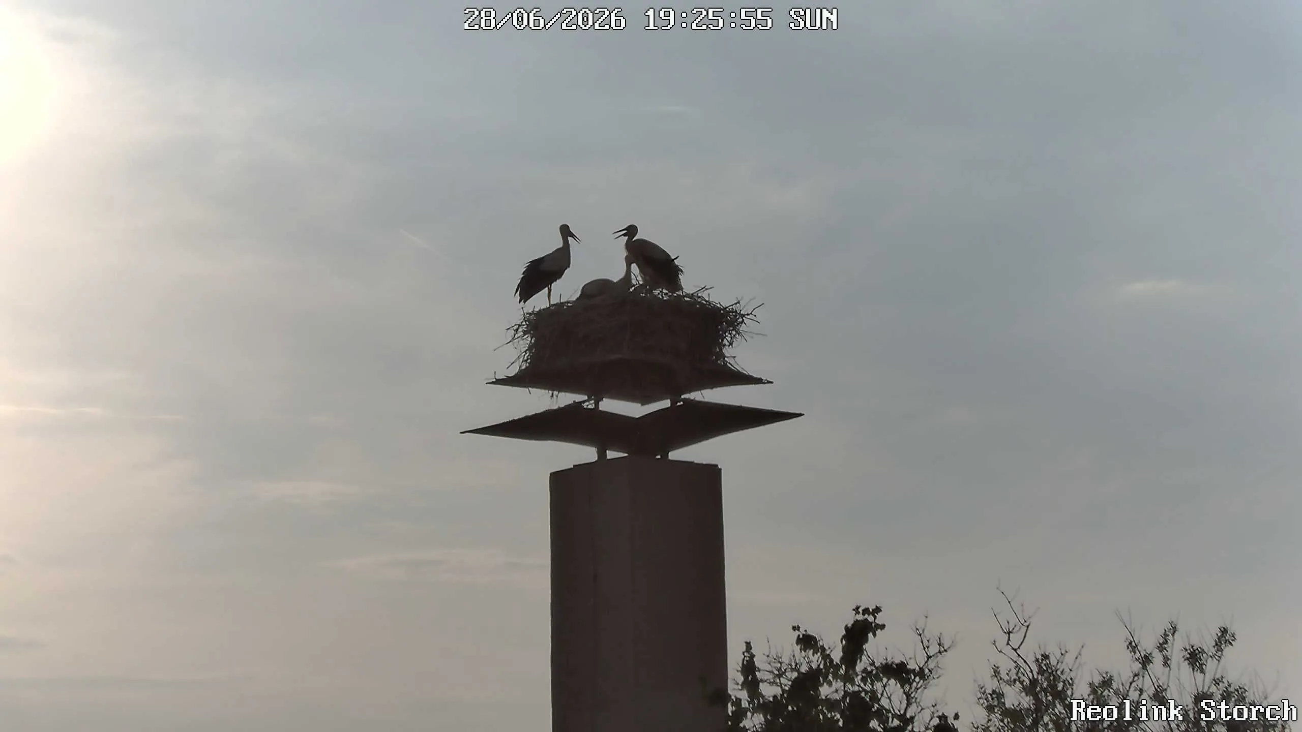 Storchencam Bild
