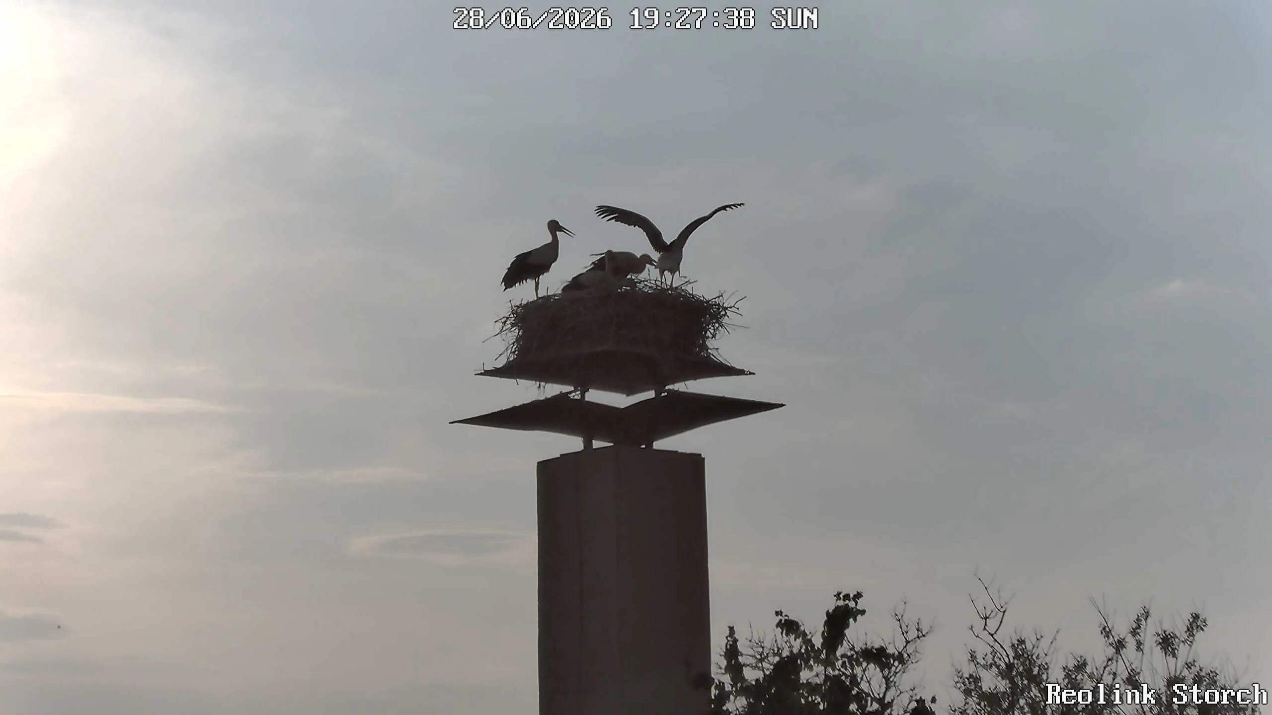 Storchencam Bild