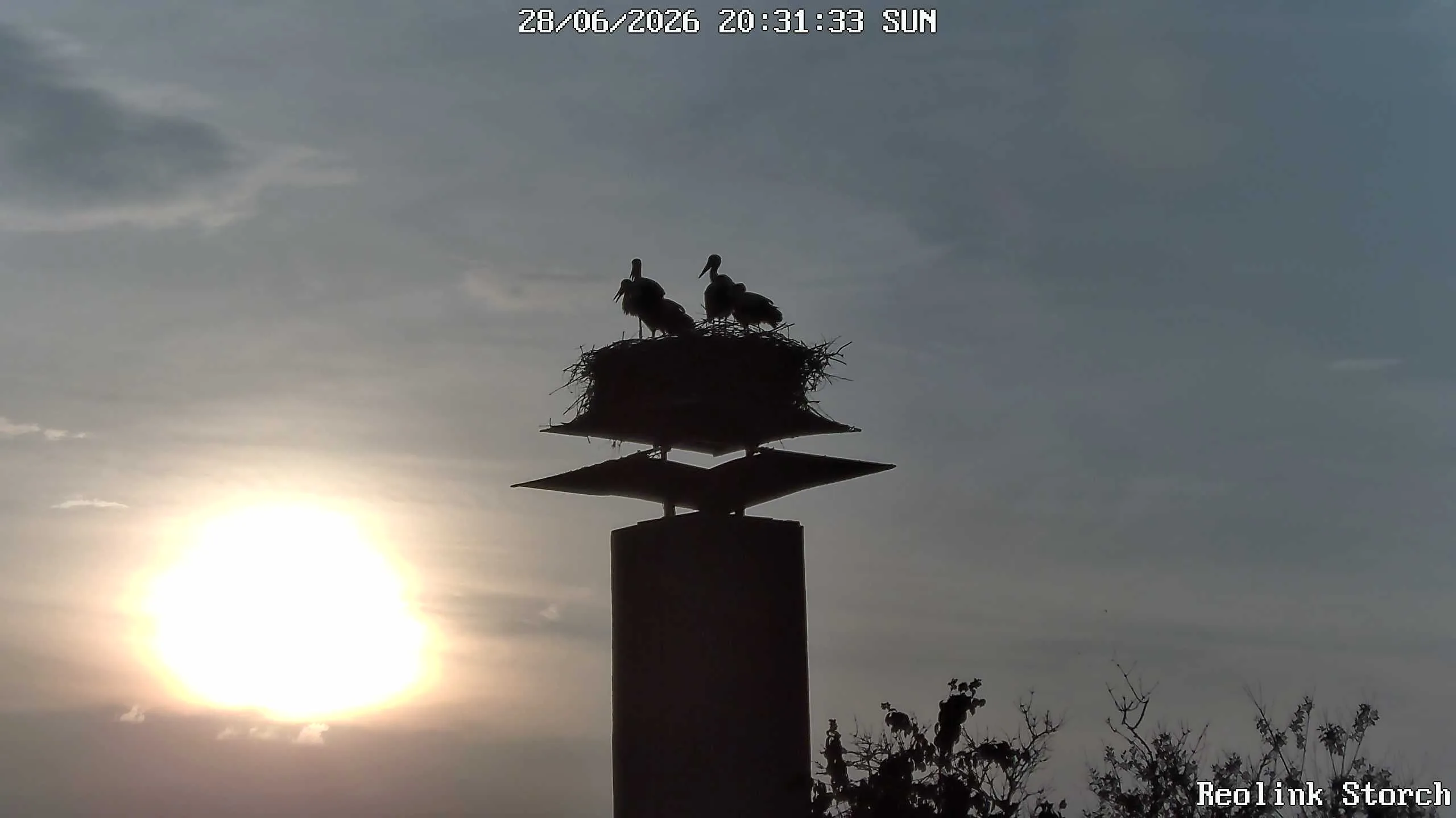 Storchencam Bild