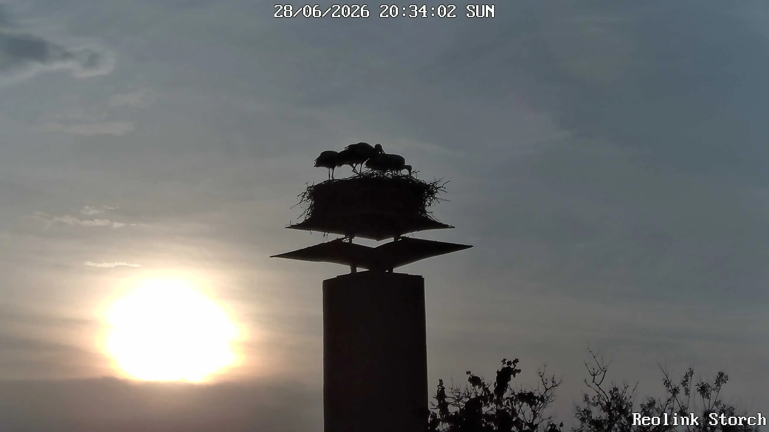 Storchencam Bild