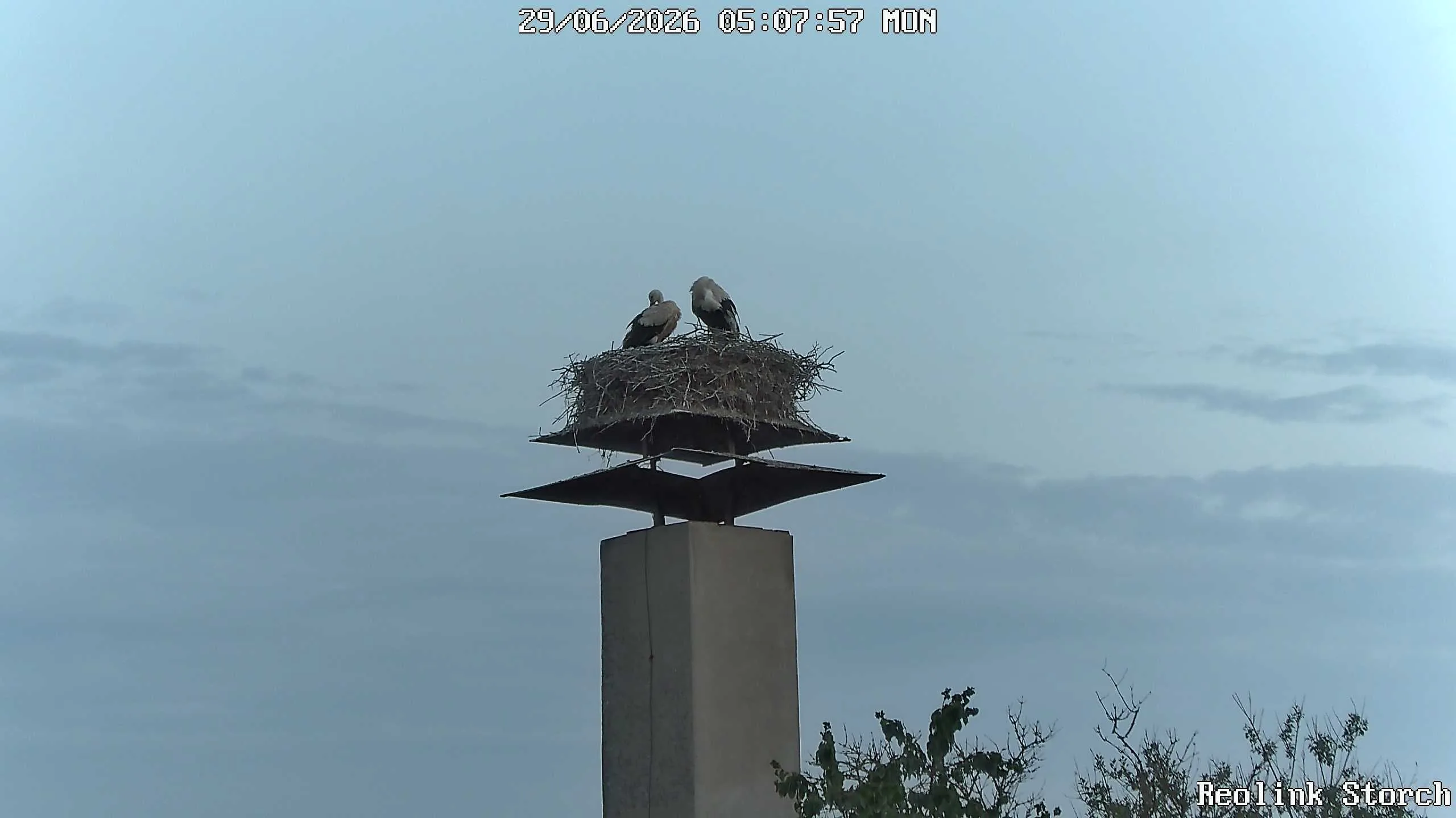 Storchencam Bild