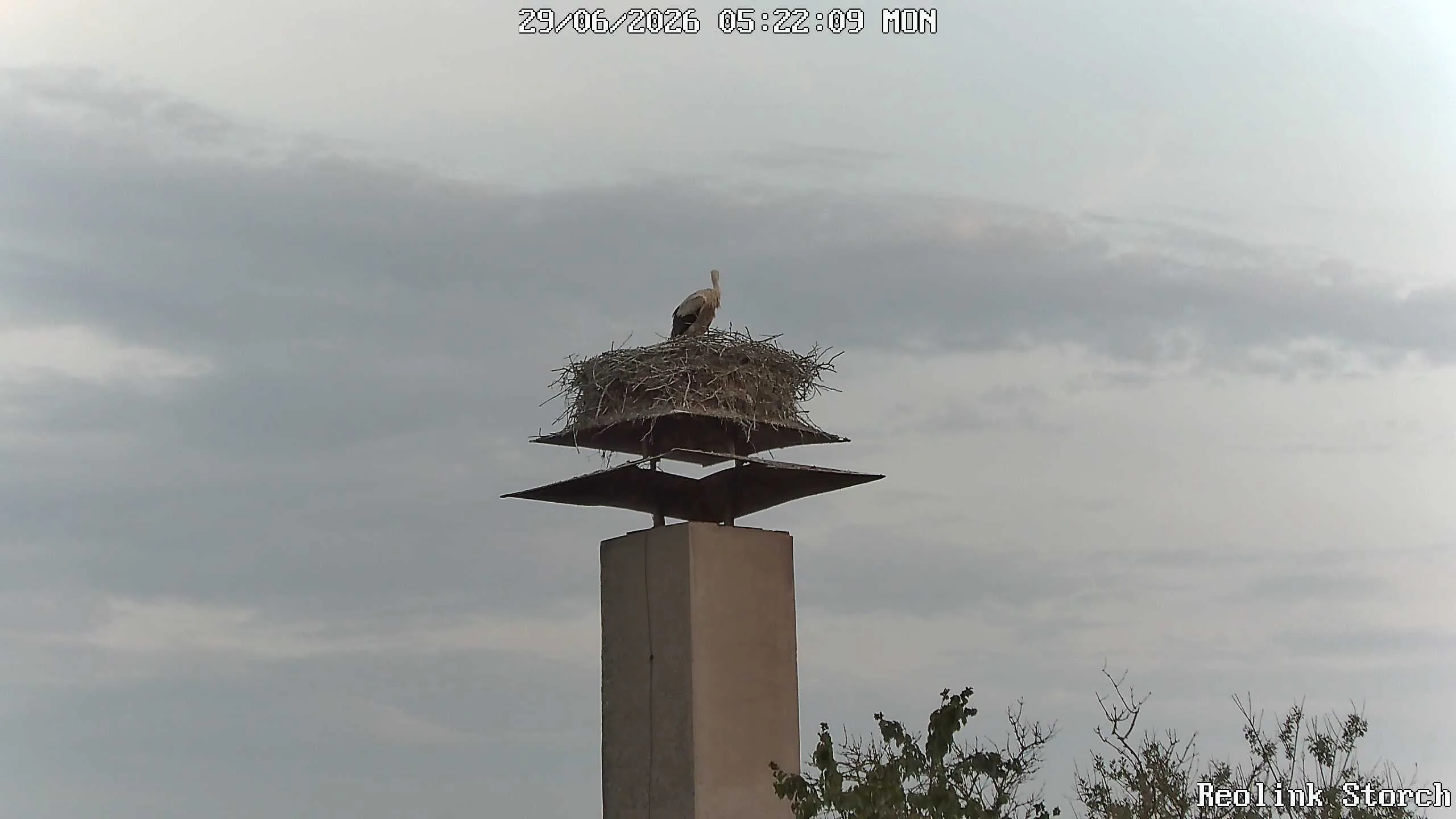 Storchencam Bild