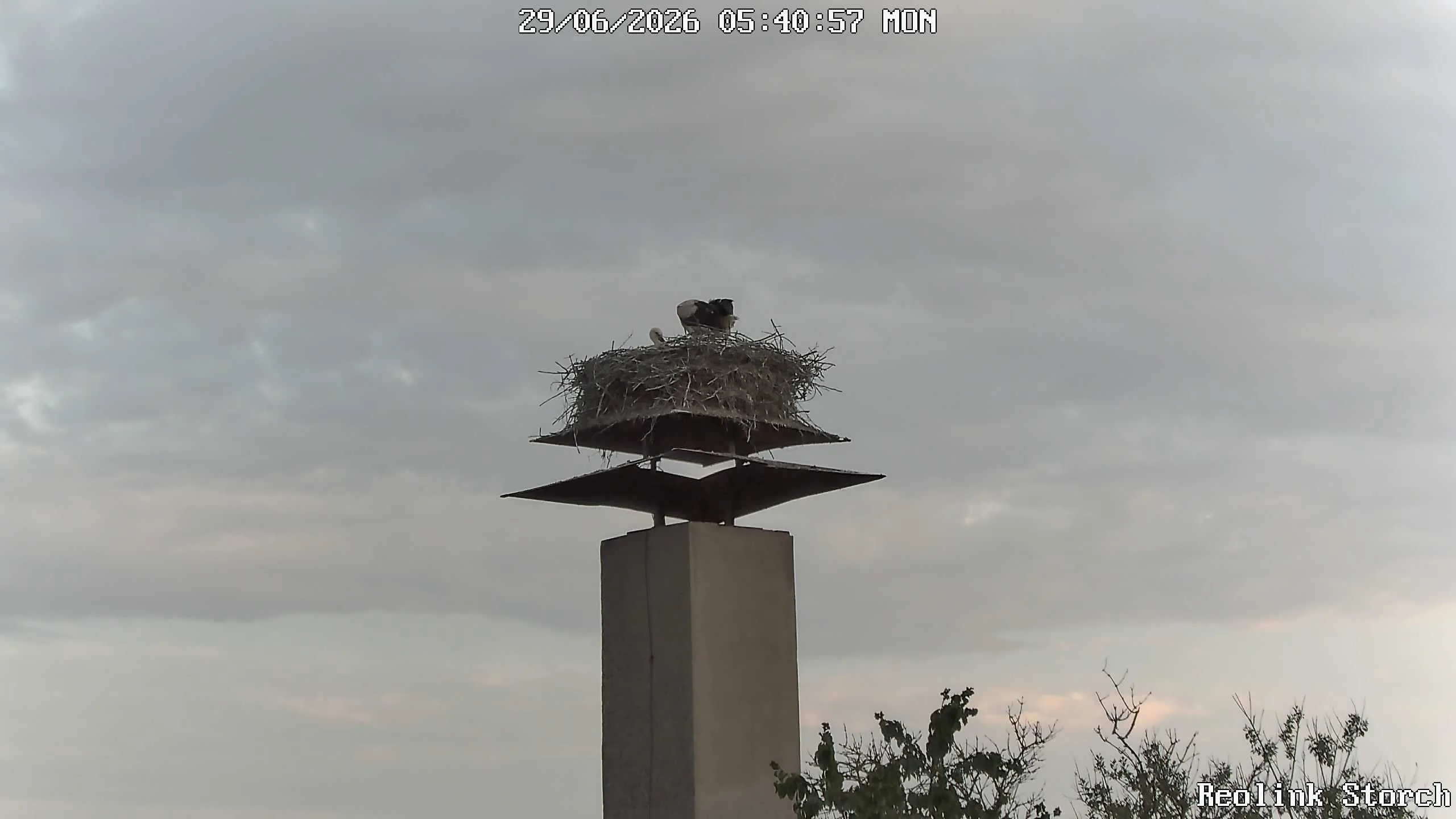 Storchencam Bild