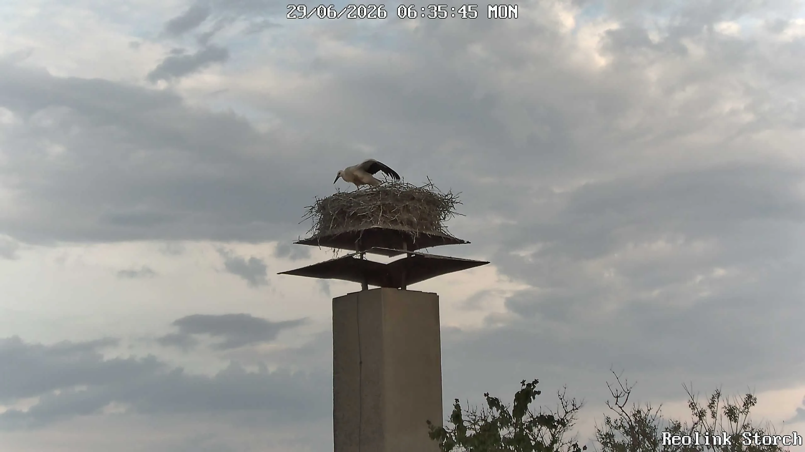 Storchencam Bild
