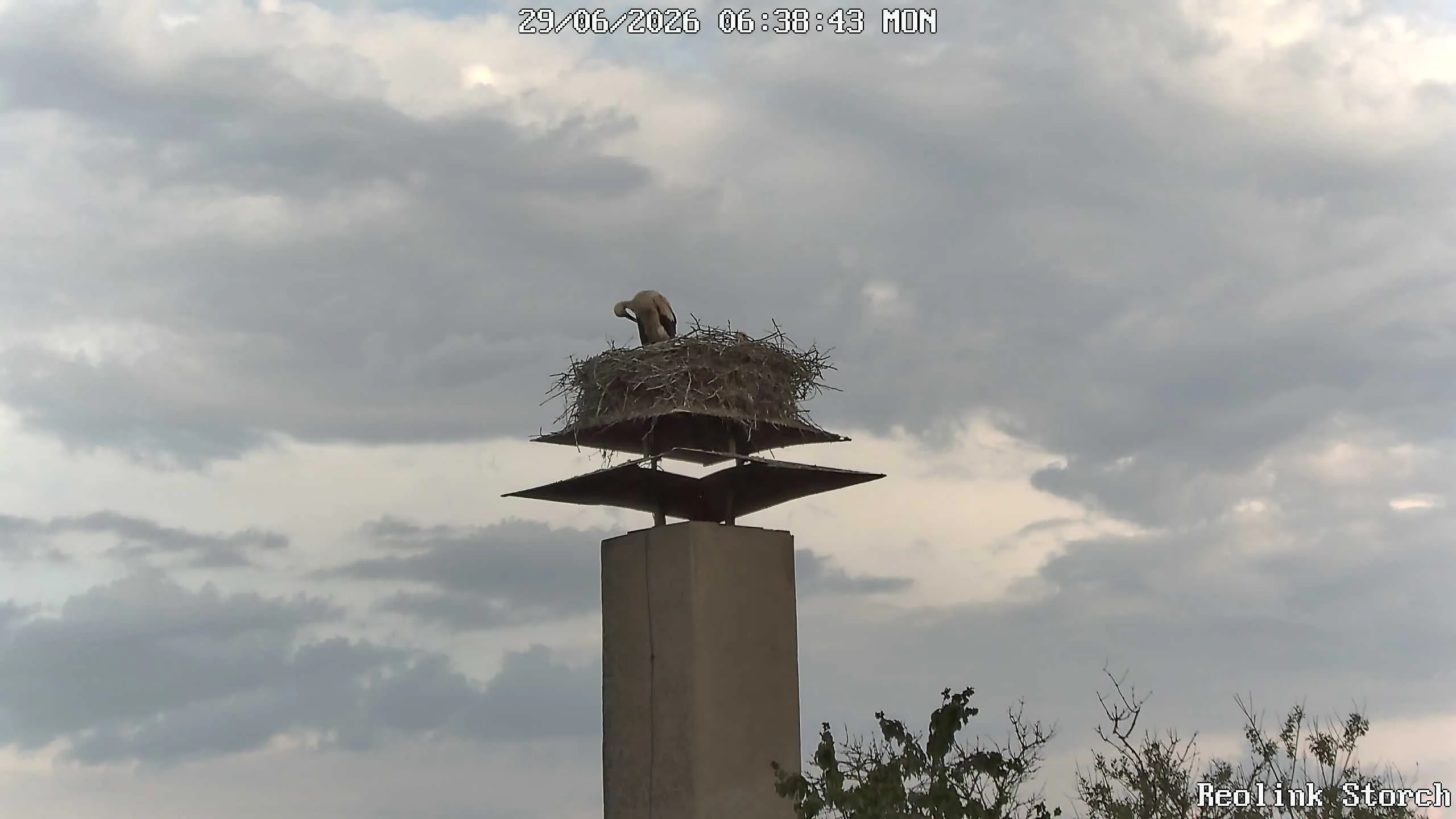 Storchencam Bild