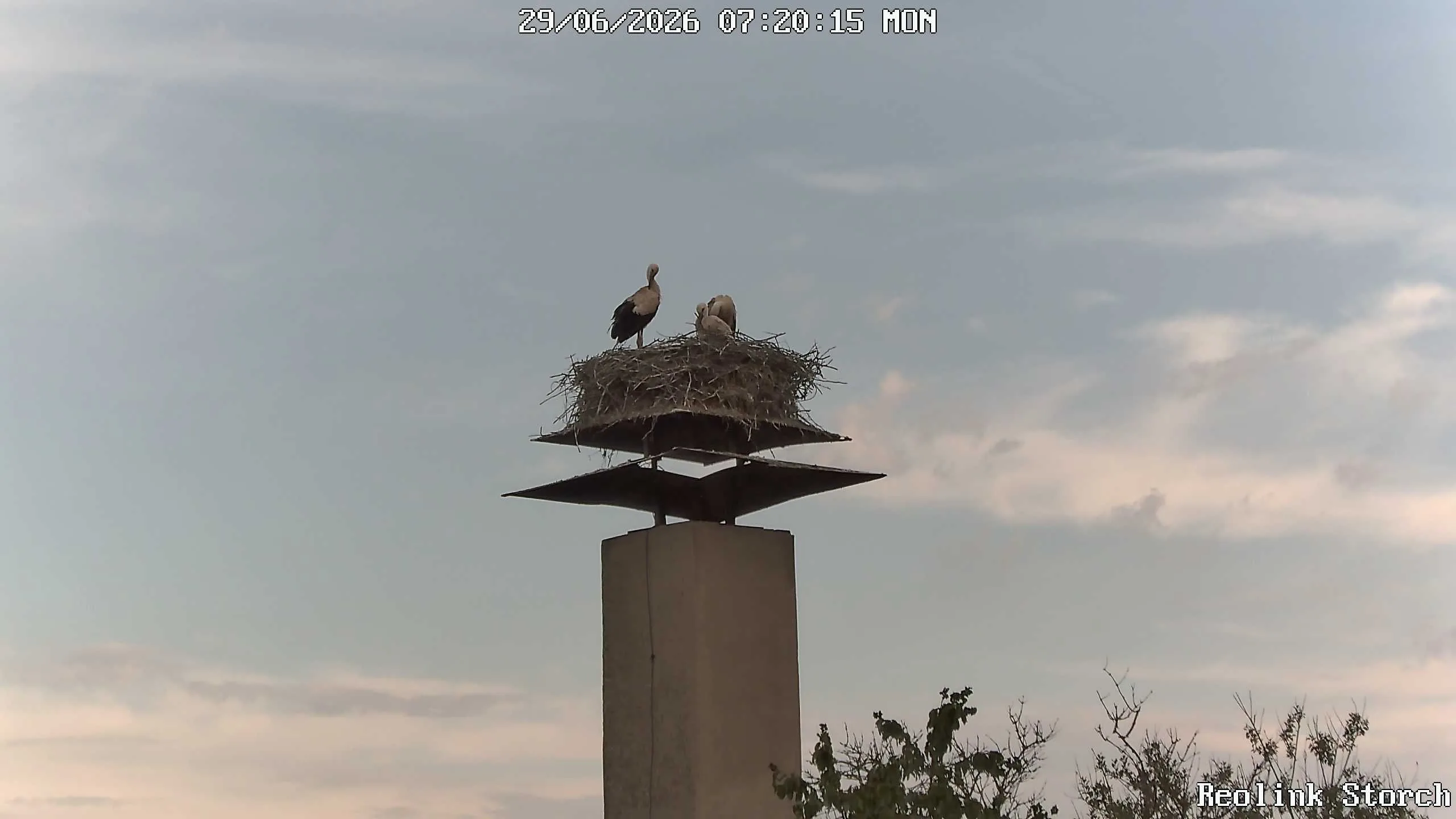 Storchencam Bild