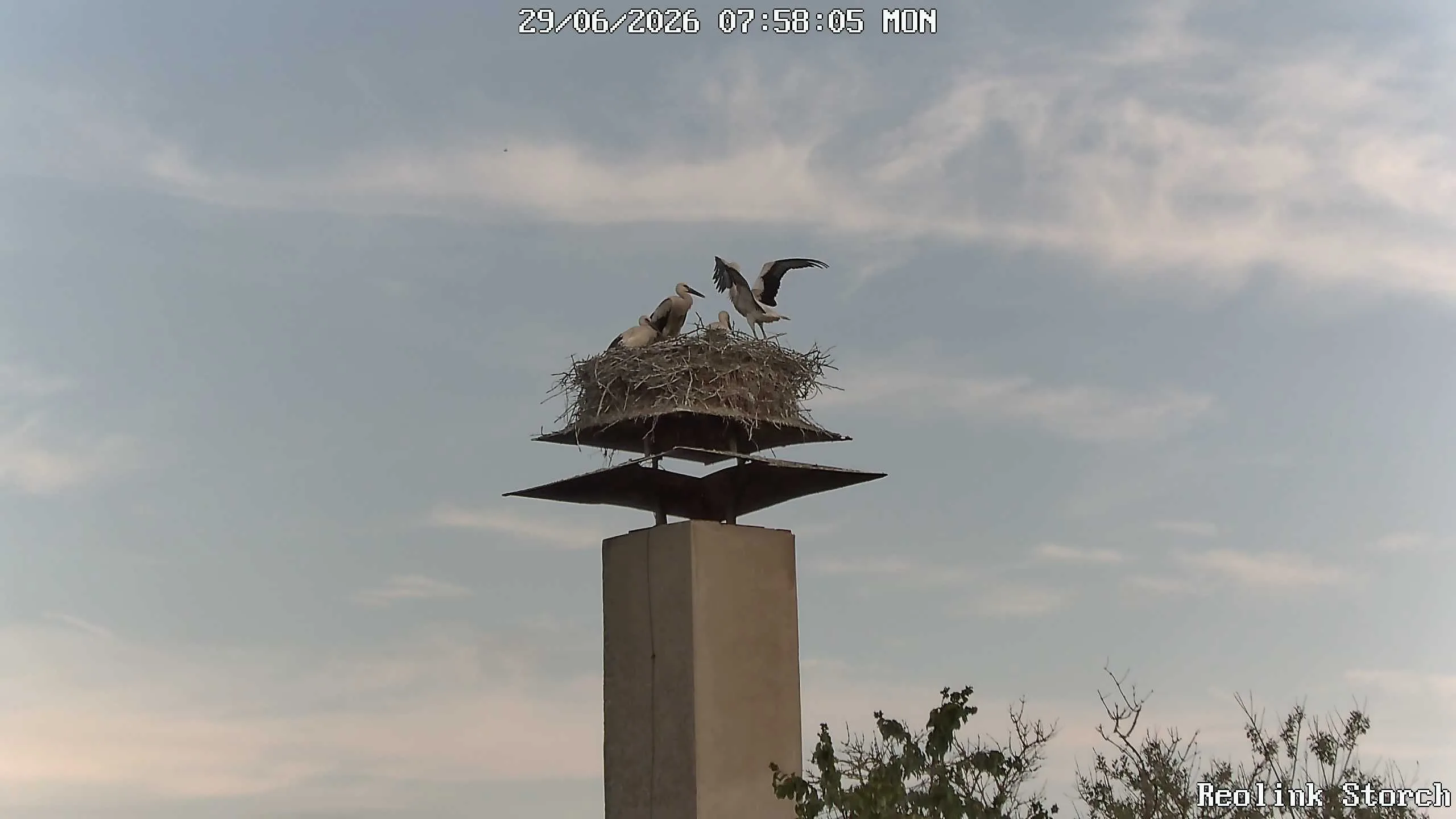 Storchencam Bild