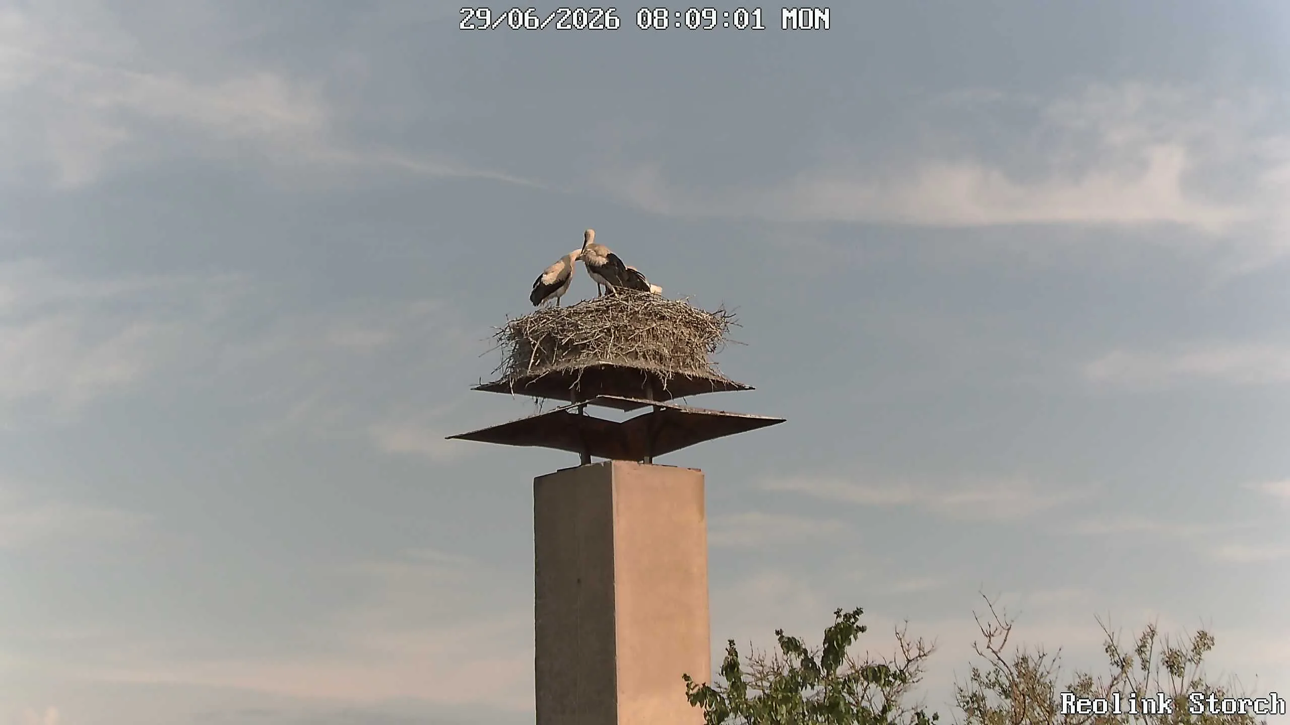 Storchencam Bild