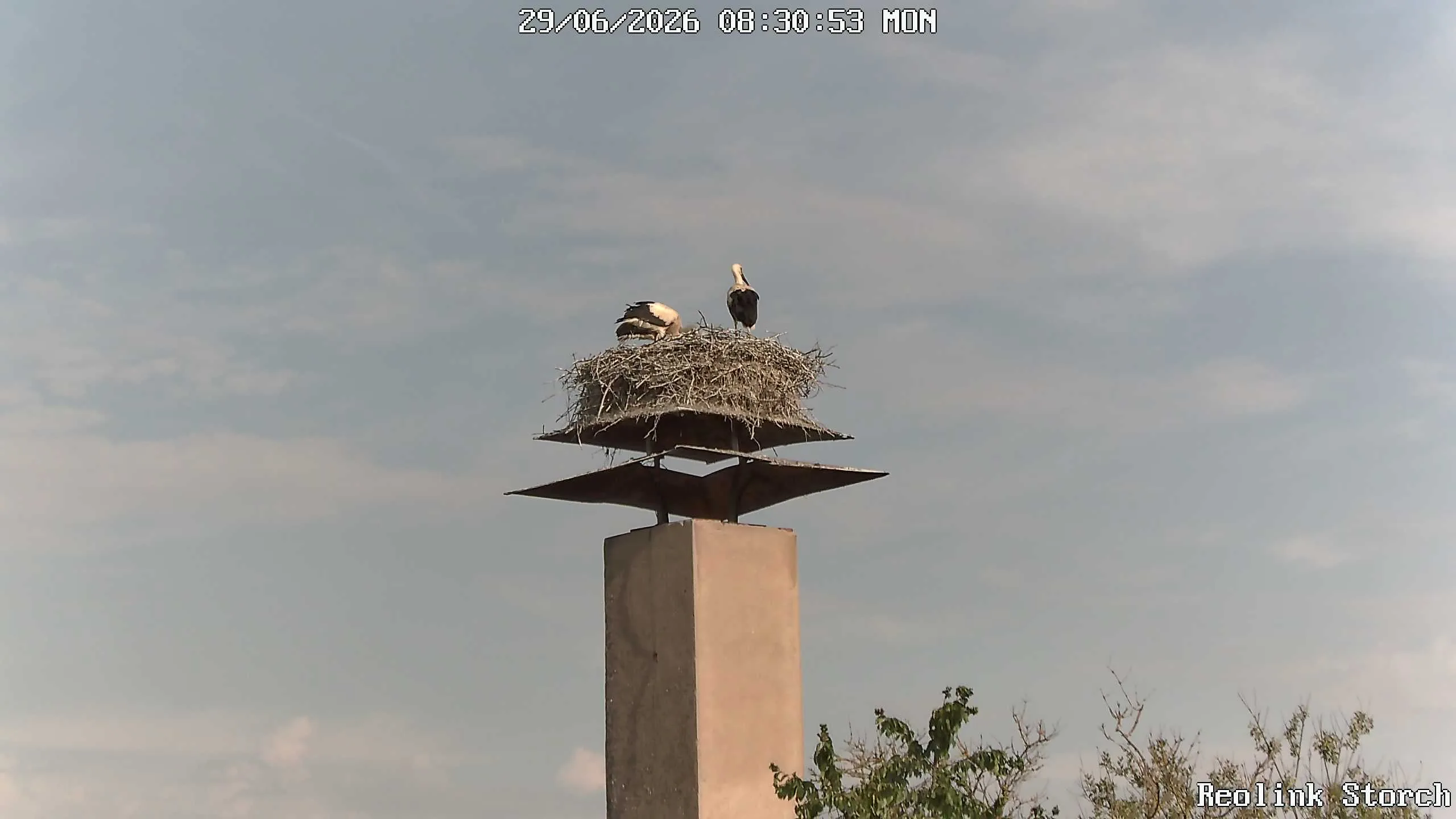 Storchencam Bild