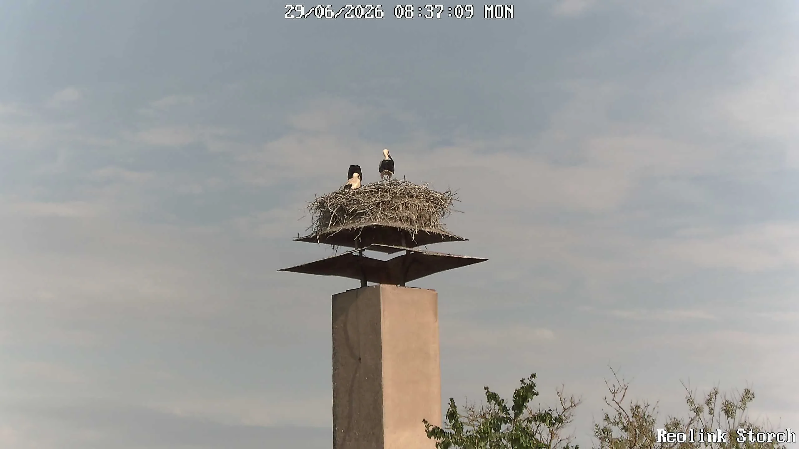 Storchencam Bild