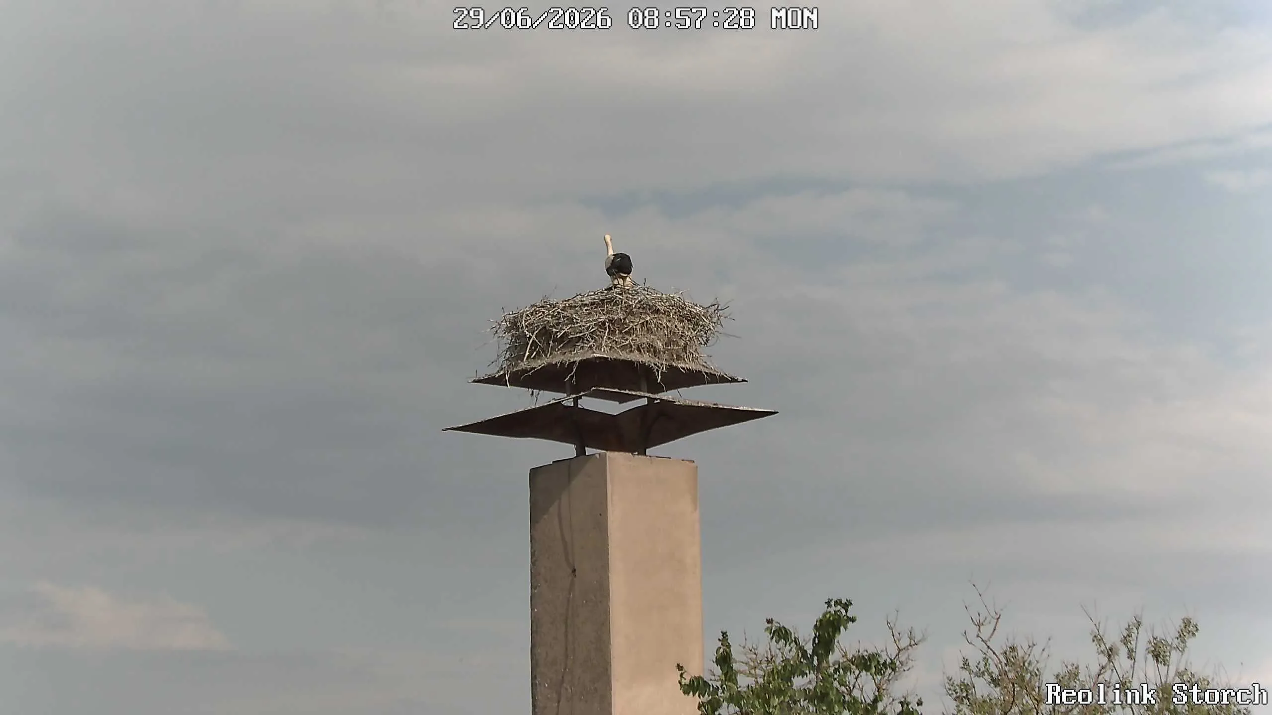 Storchencam Bild