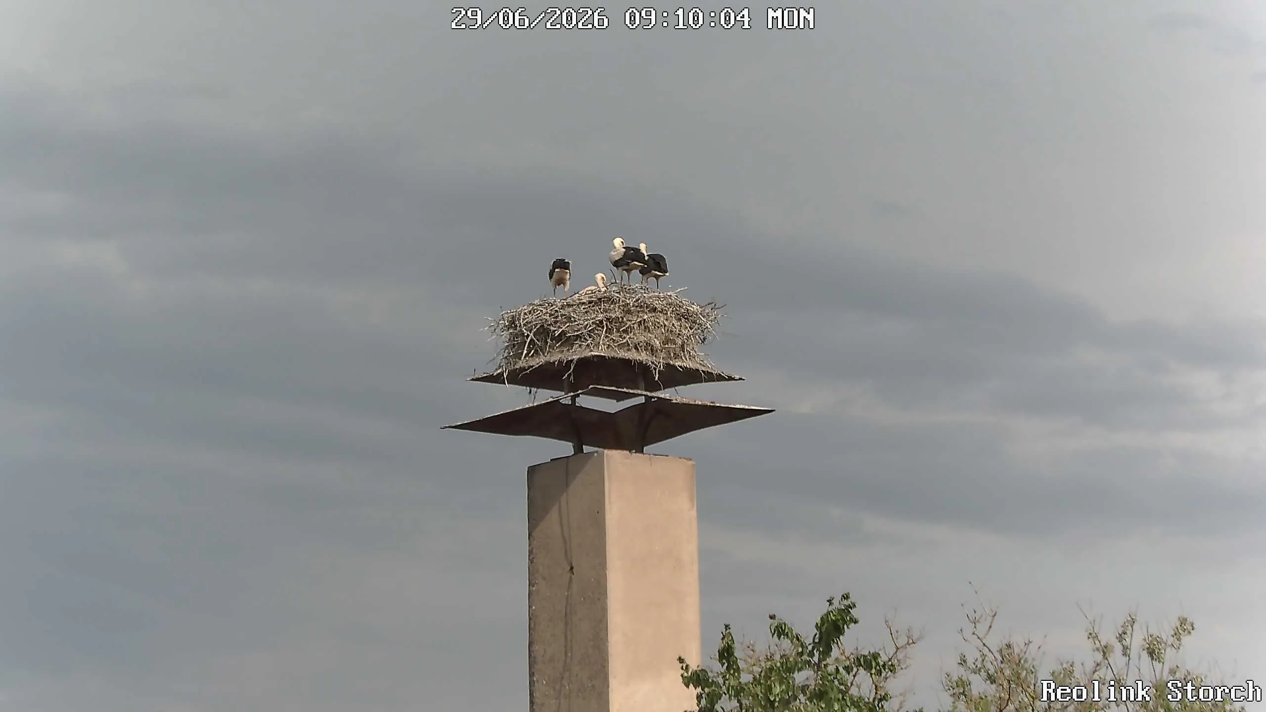 Storchencam Bild