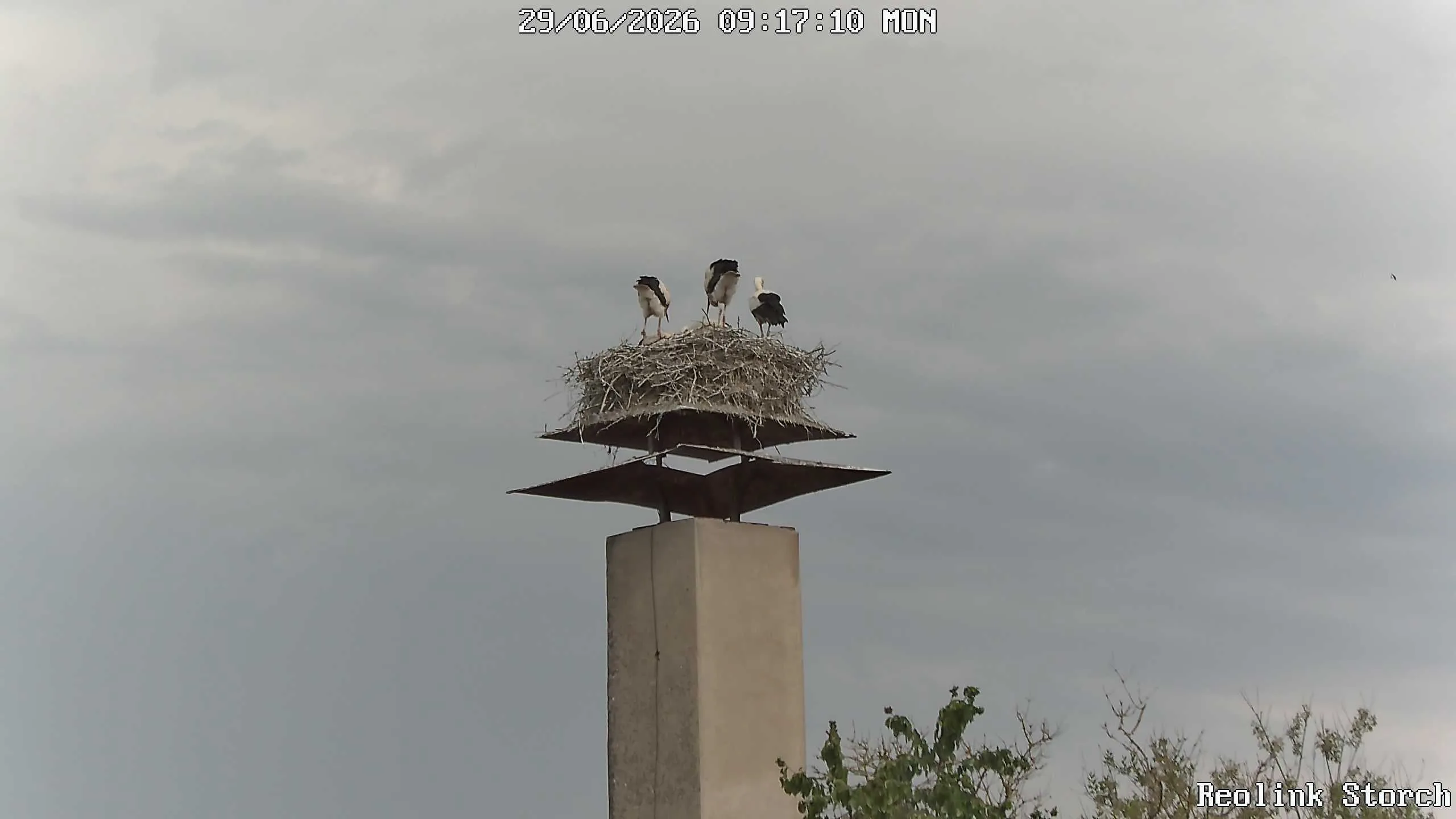 Storchencam Bild