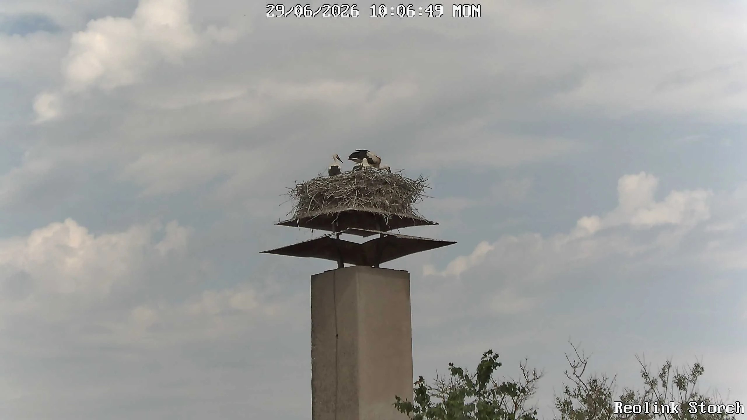 Storchencam Bild