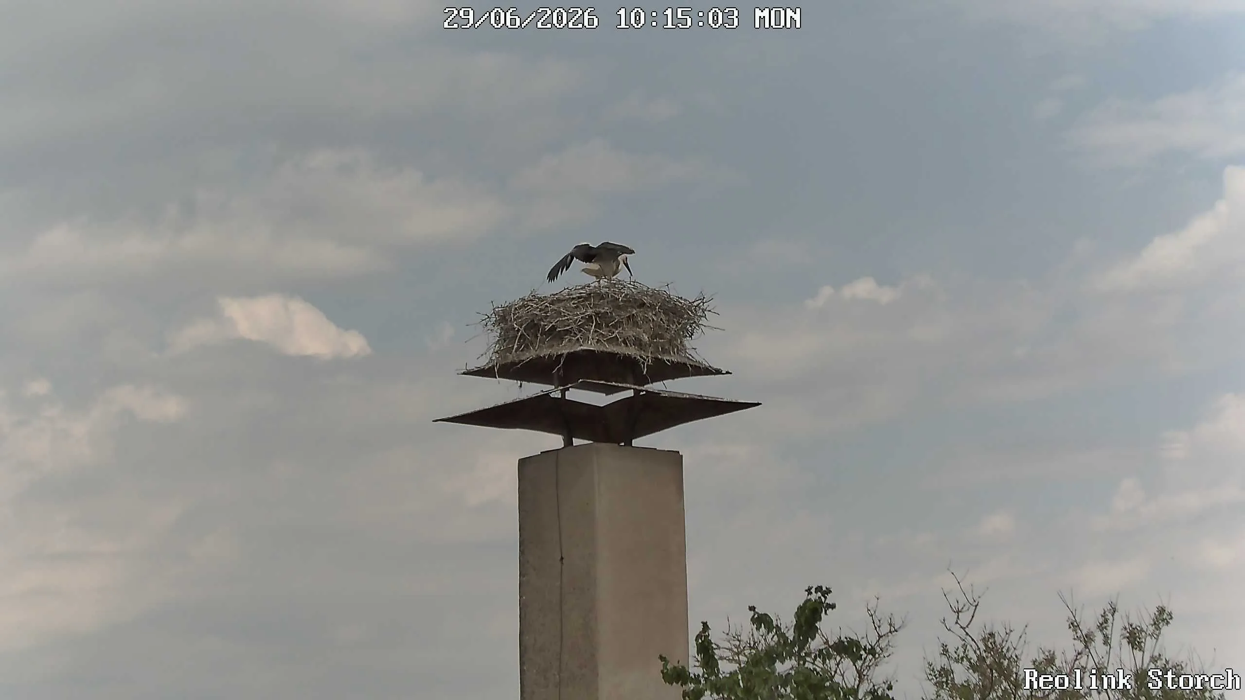 Storchencam Bild