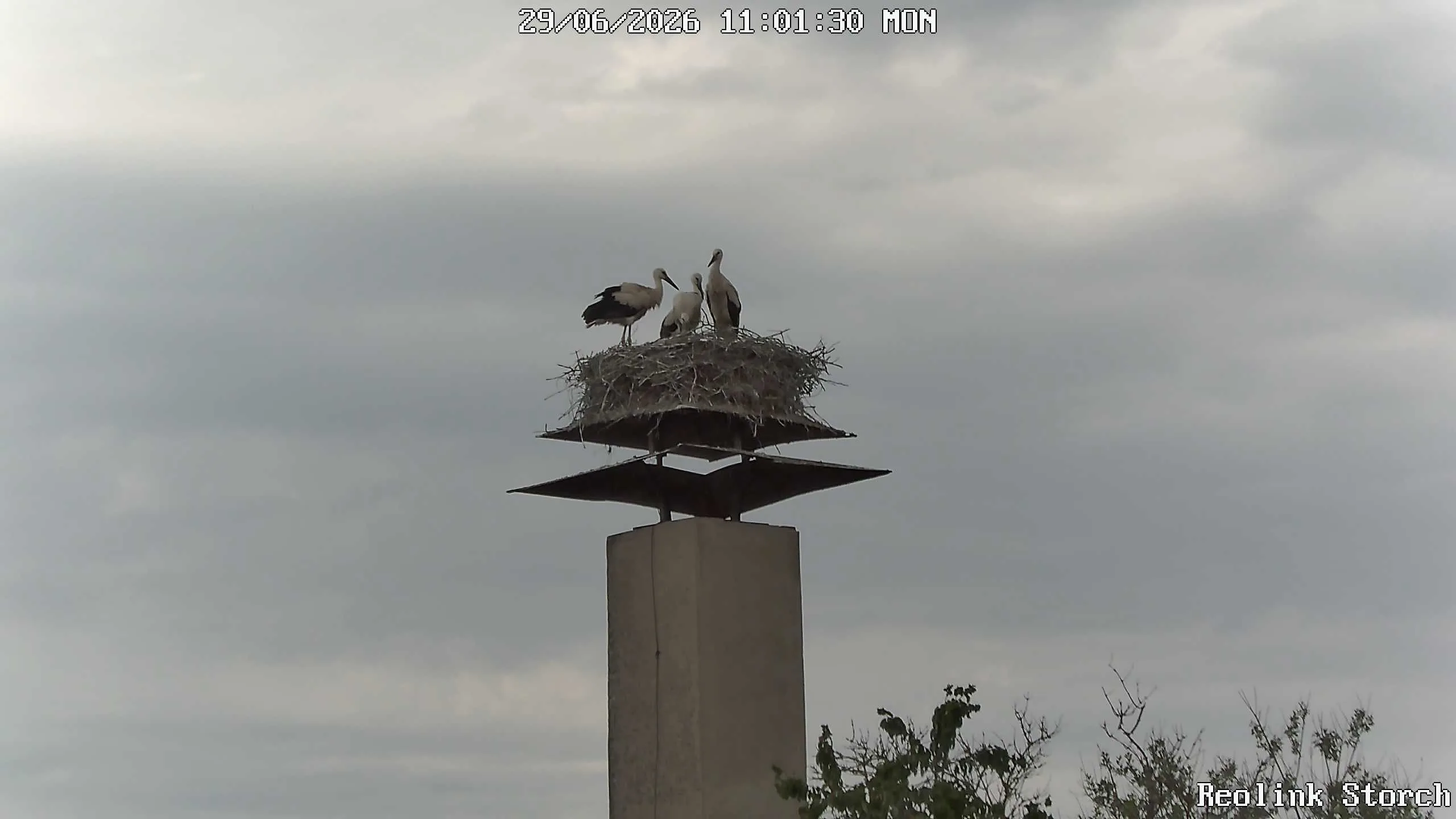 Storchencam Bild