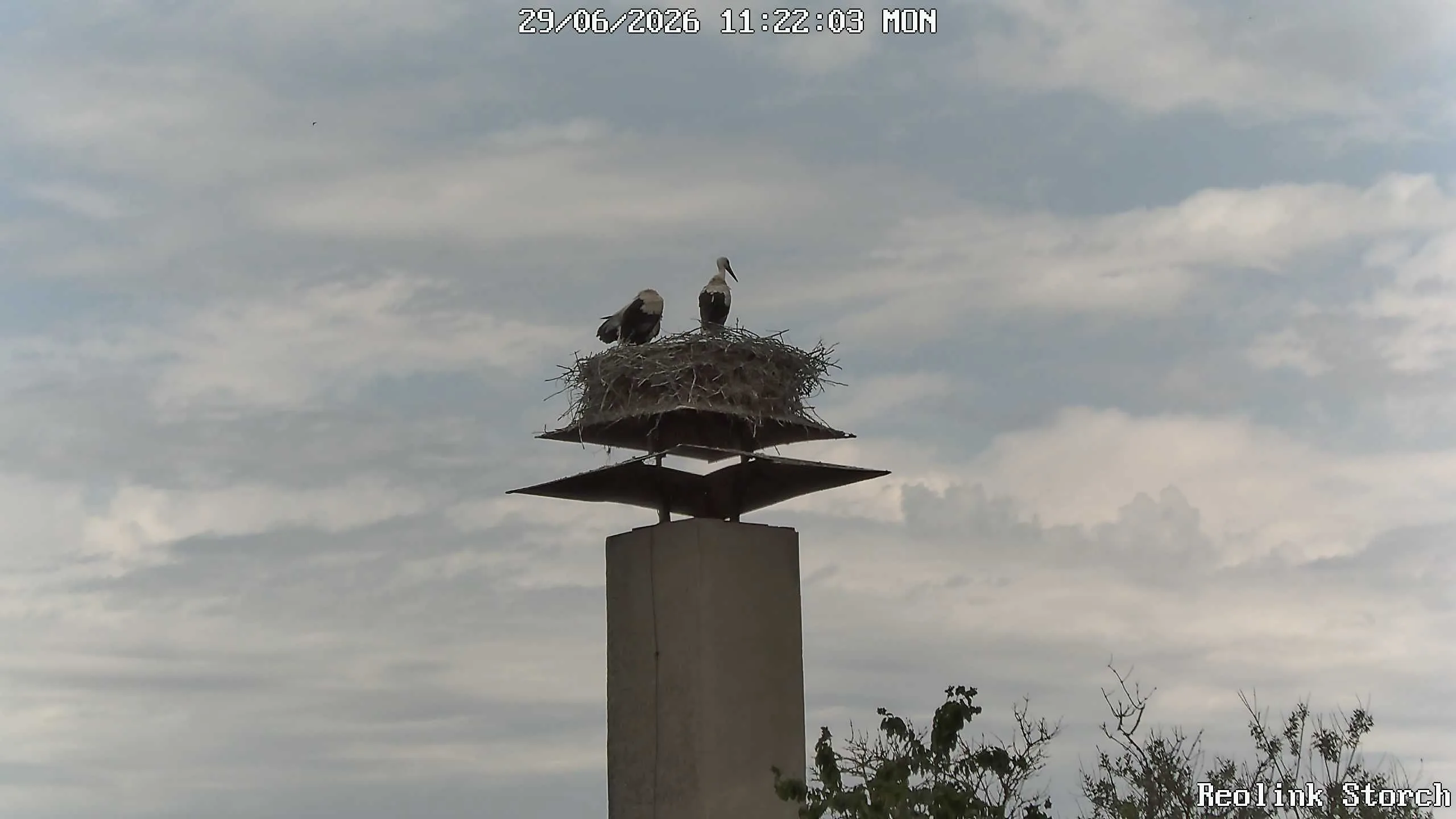 Storchencam Bild