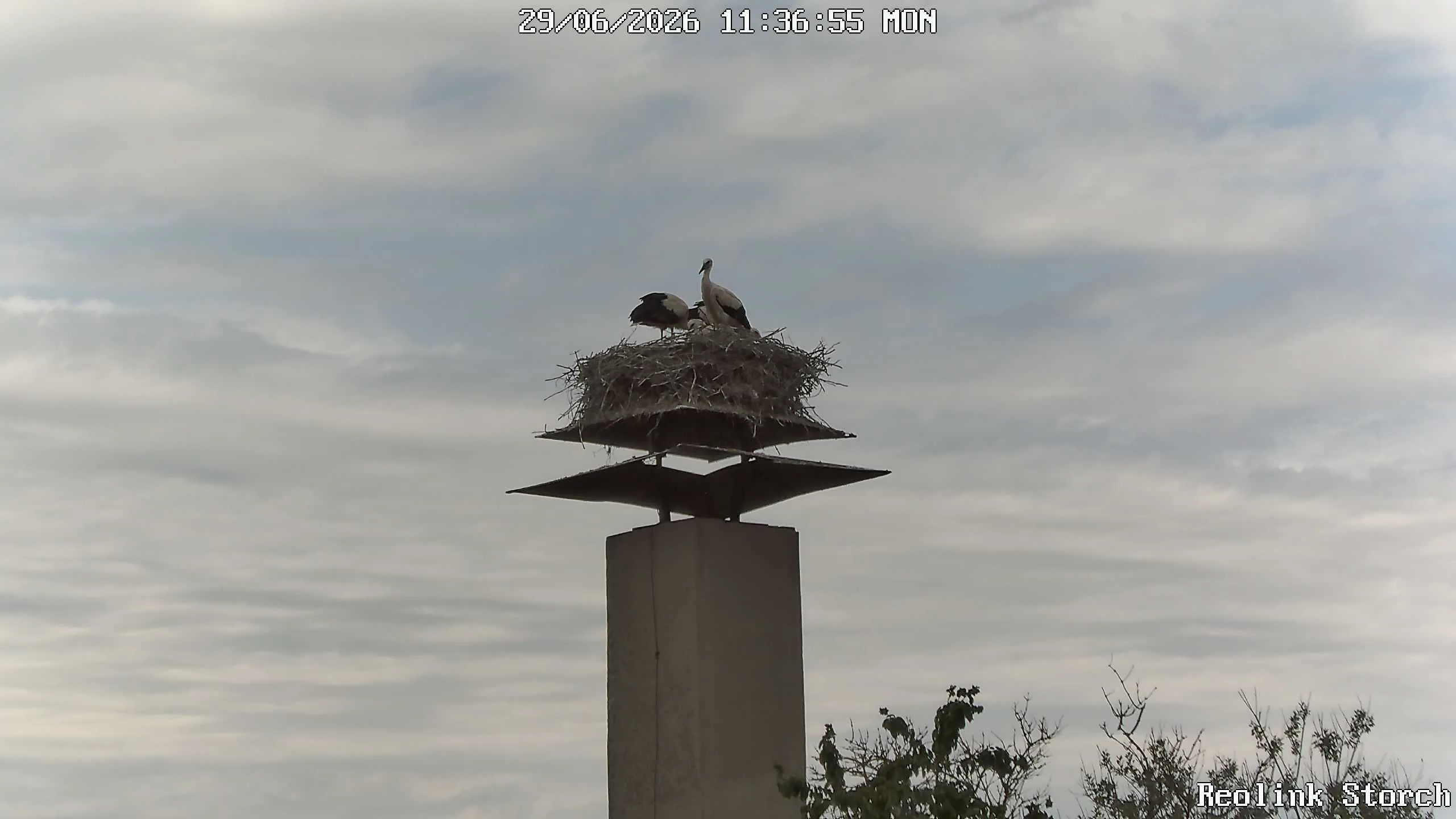 Storchencam Bild