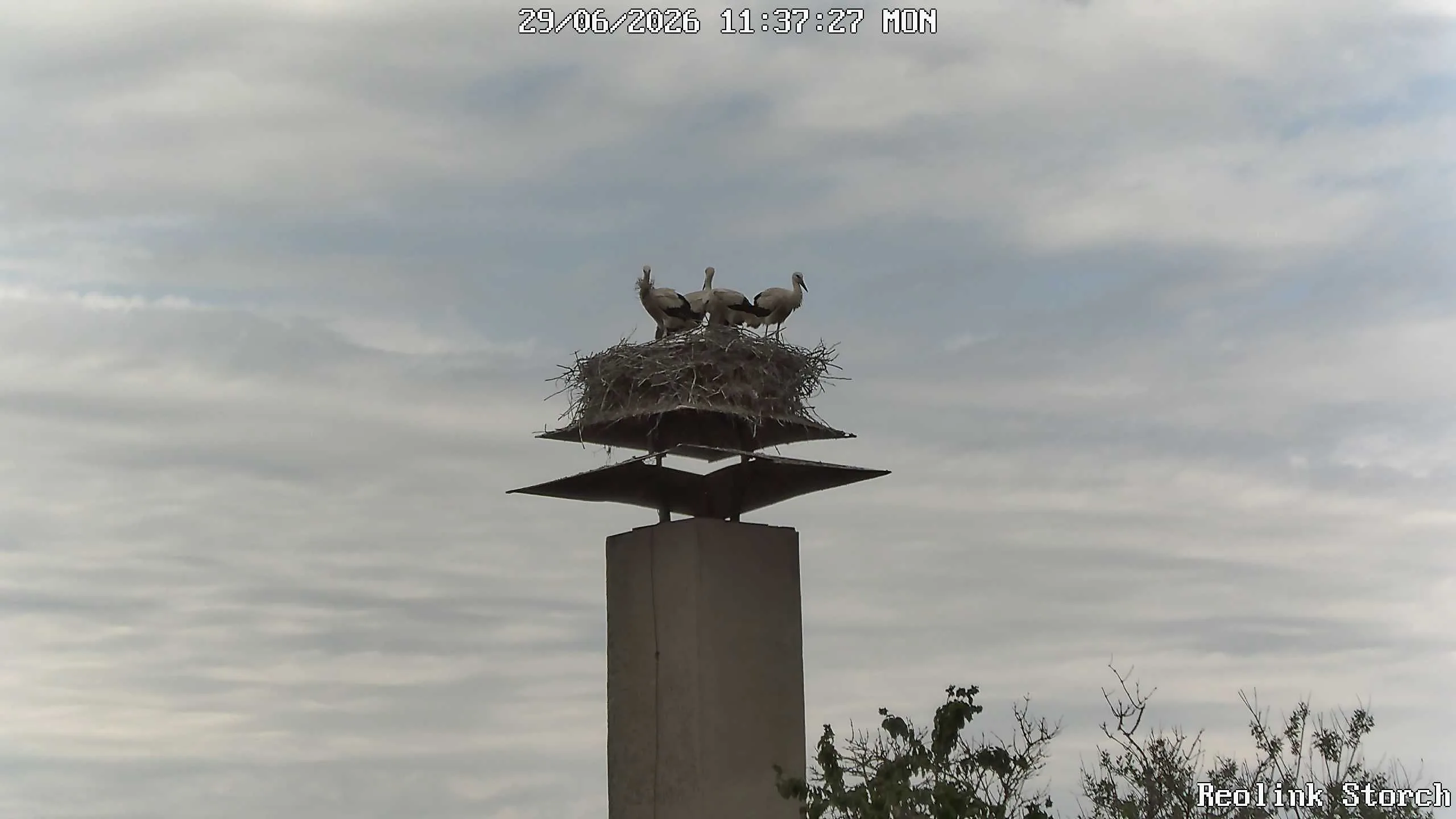 Storchencam Bild
