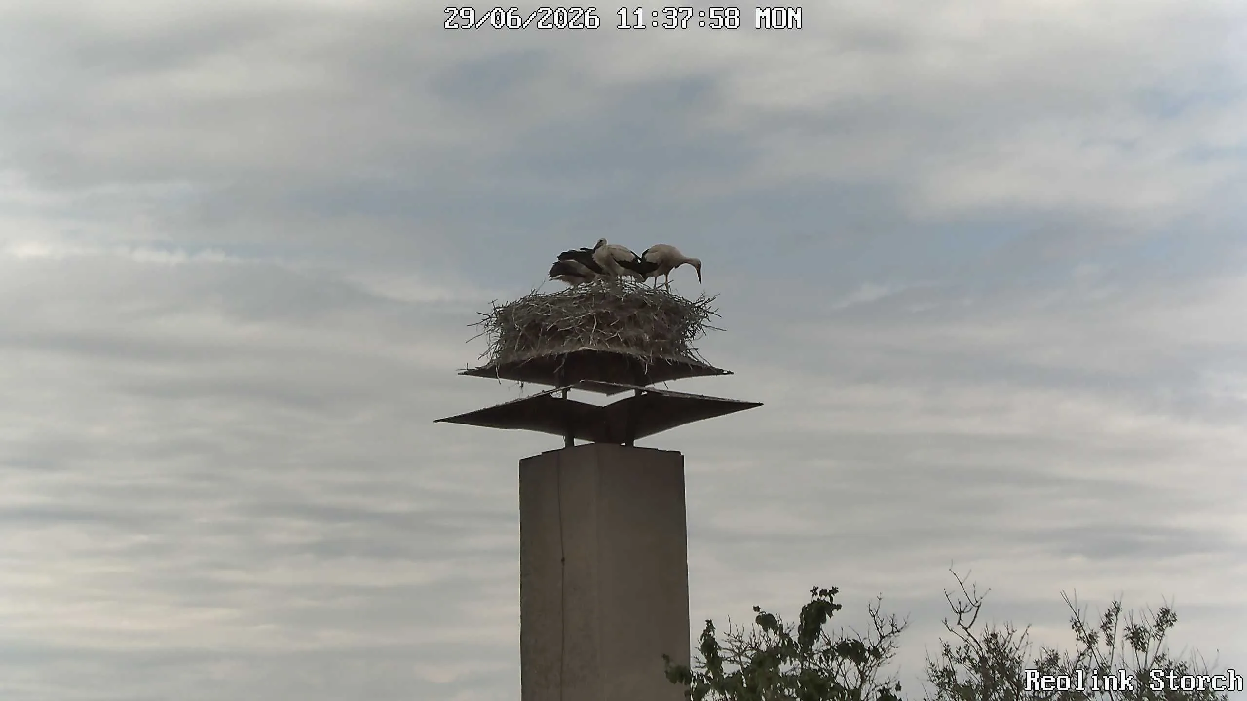 Storchencam Bild