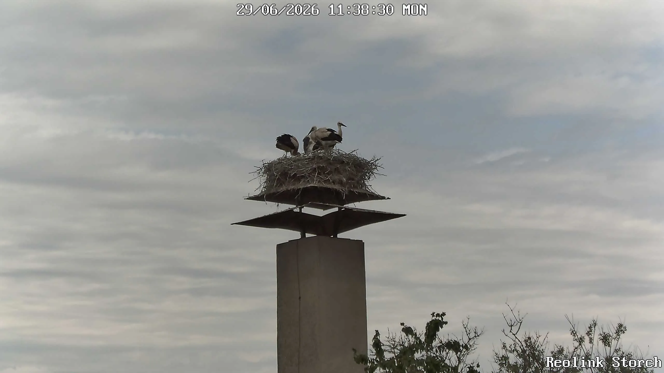 Storchencam Bild