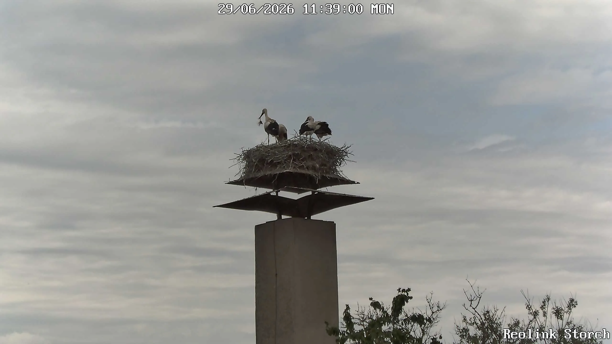 Storchencam Bild