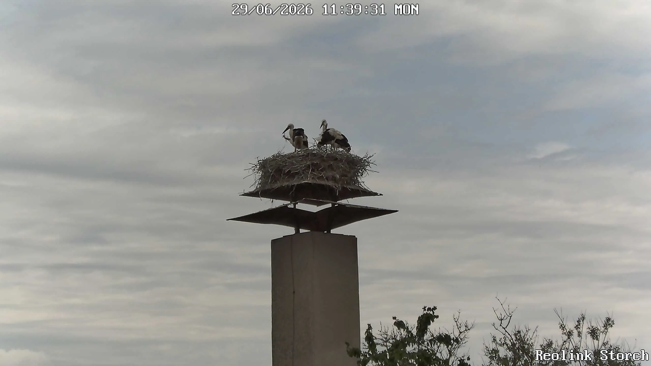 Storchencam Bild