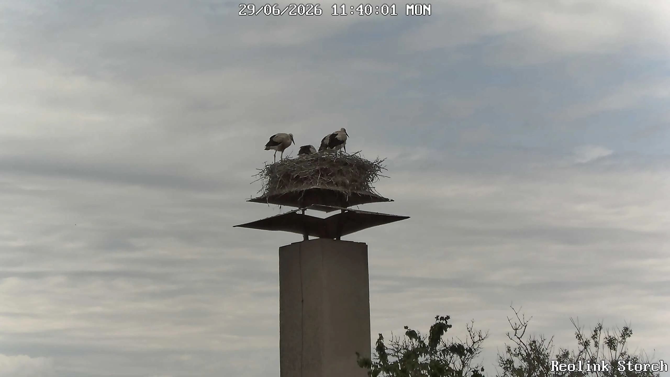 Storchencam Bild
