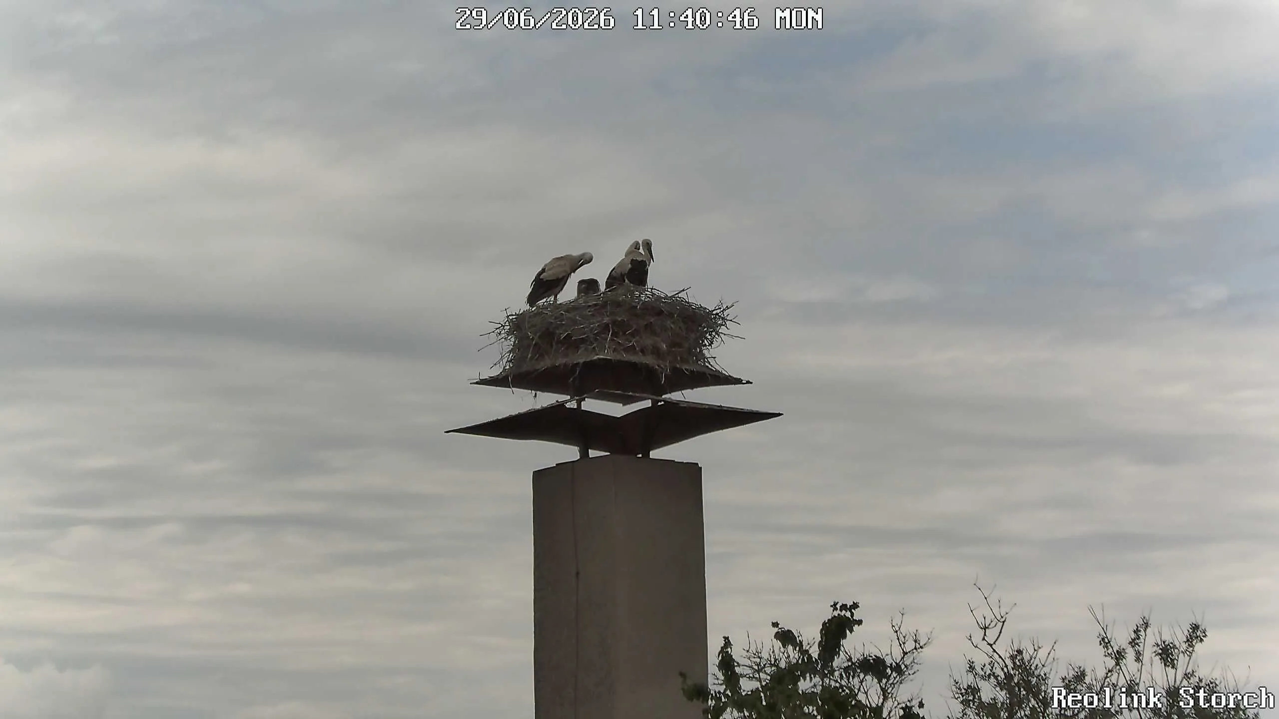 Storchencam Bild