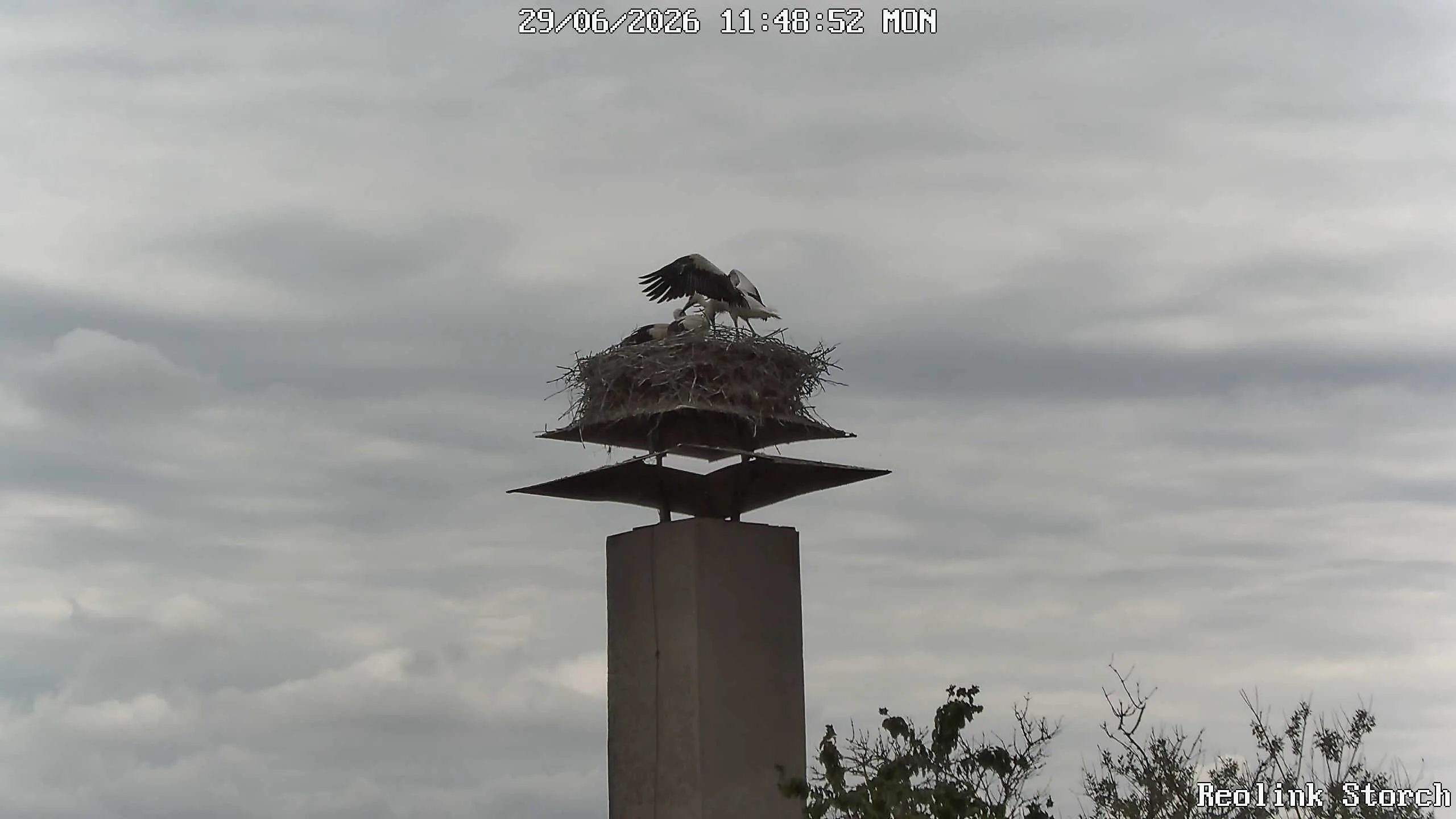 Storchencam Bild