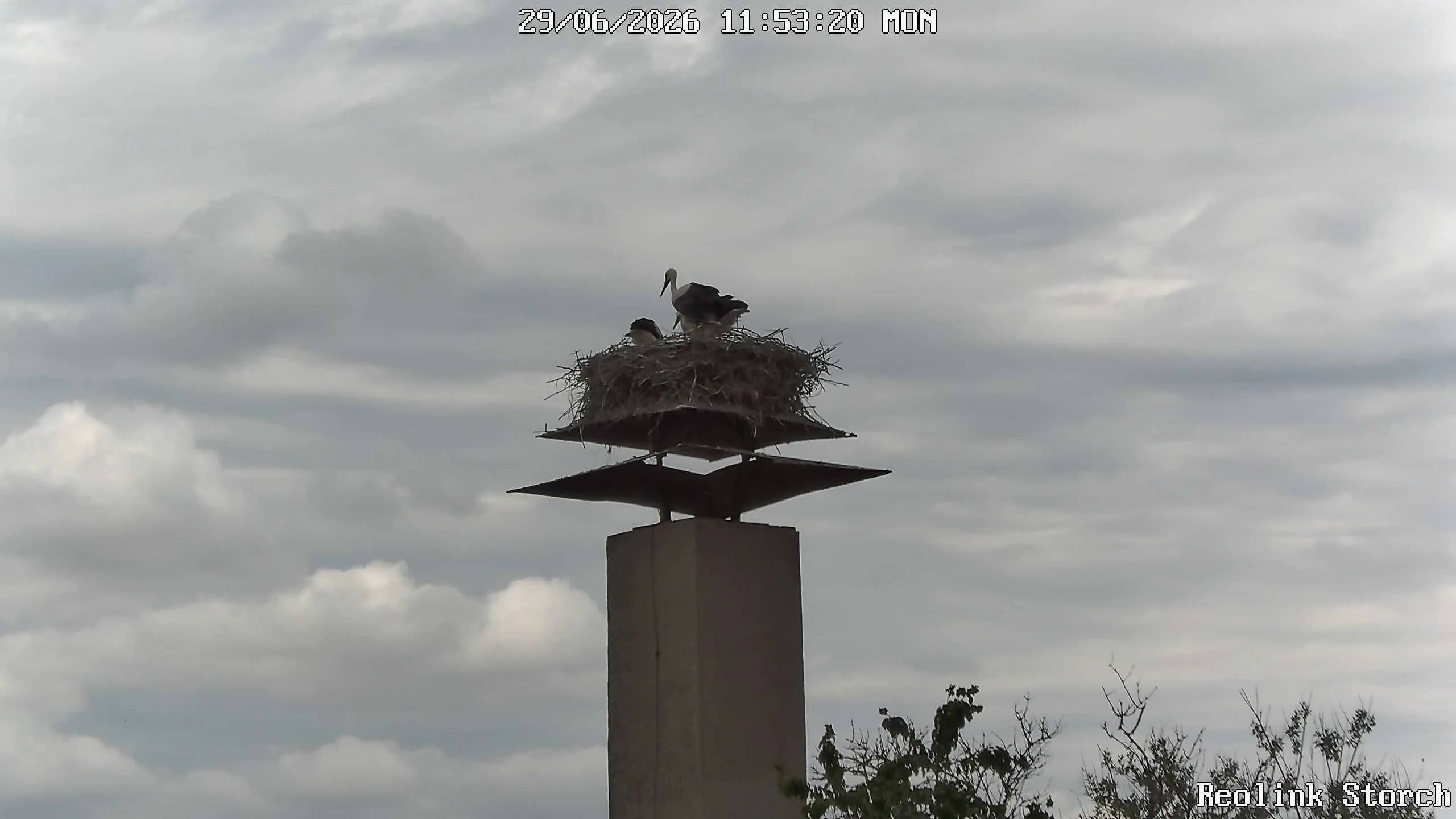 Storchencam Bild