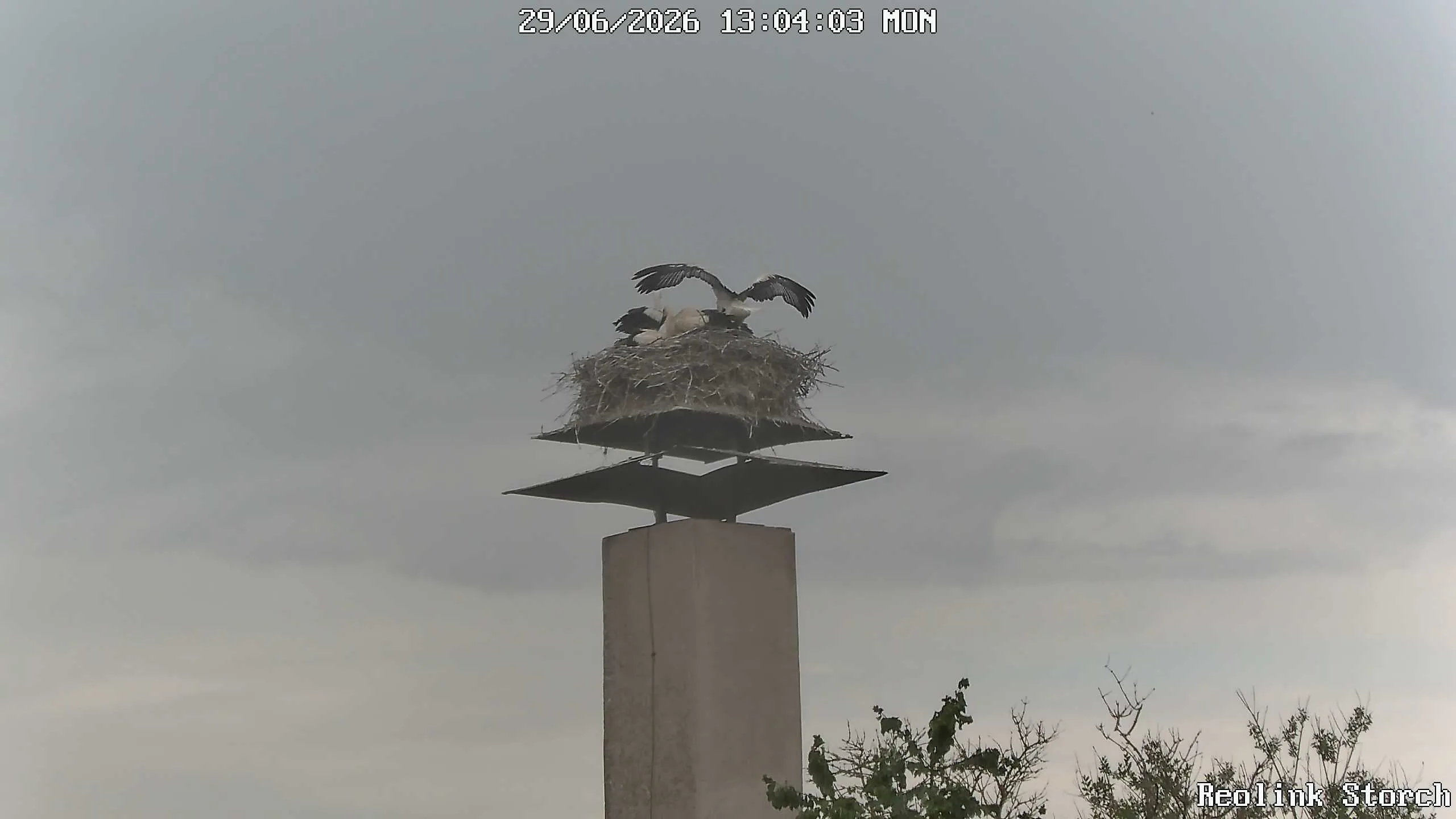 Storchencam Bild